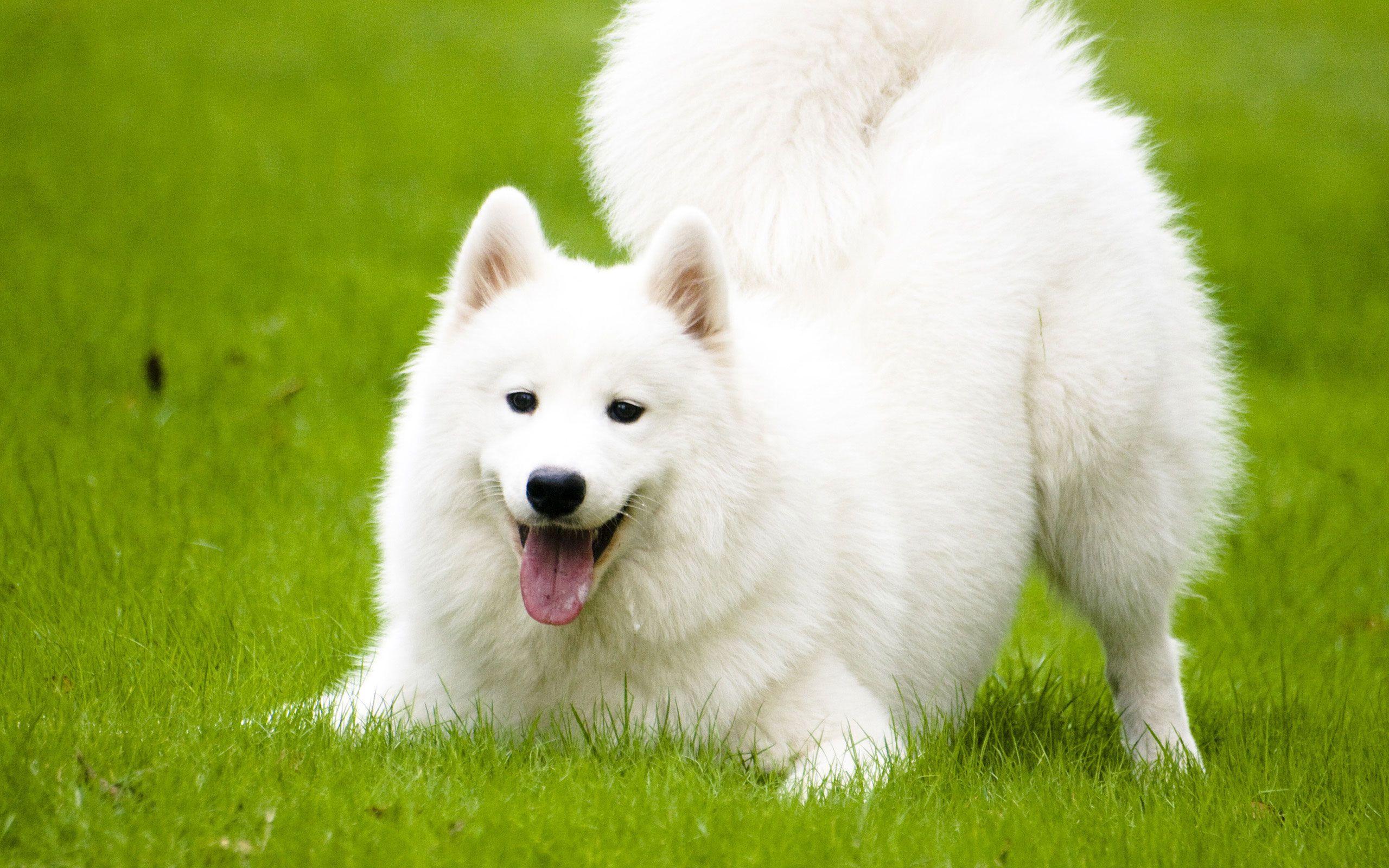 2560x1600 Funny Dog Wallpaper