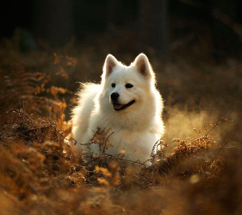960x854 Samoyed Wallpaper