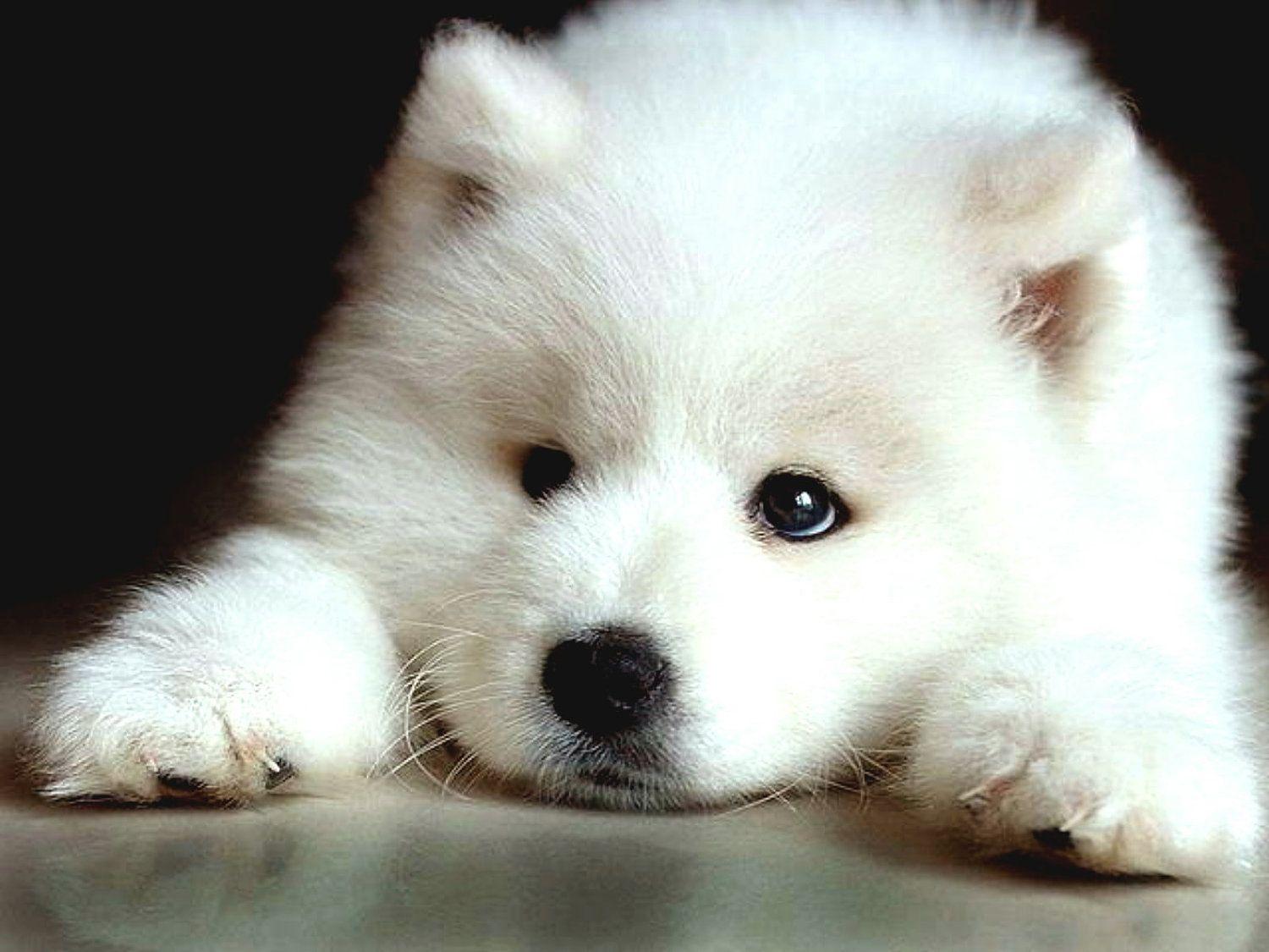1500x1125 Samoyed Wallpaper
