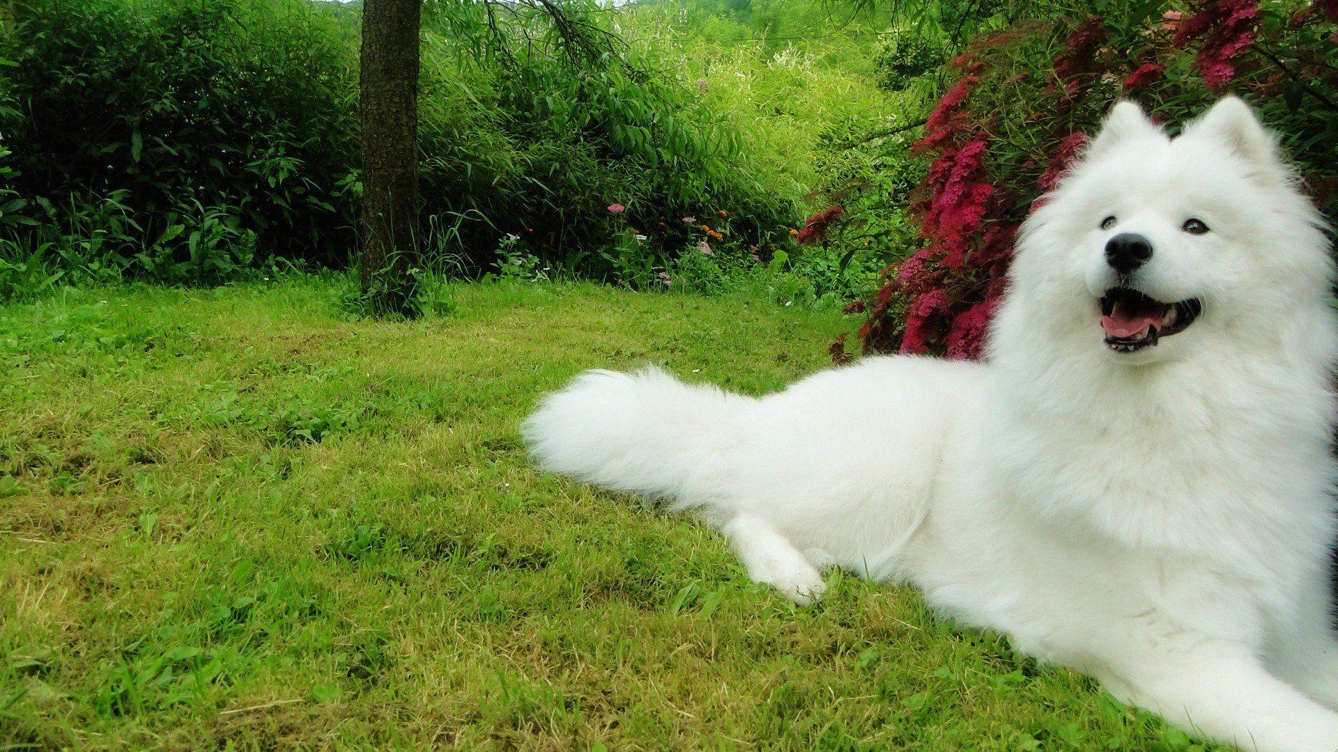 1920x1080 samoyed, Dog, Dogs, Canine Wallpaper HD / Desktop and Mobile Background