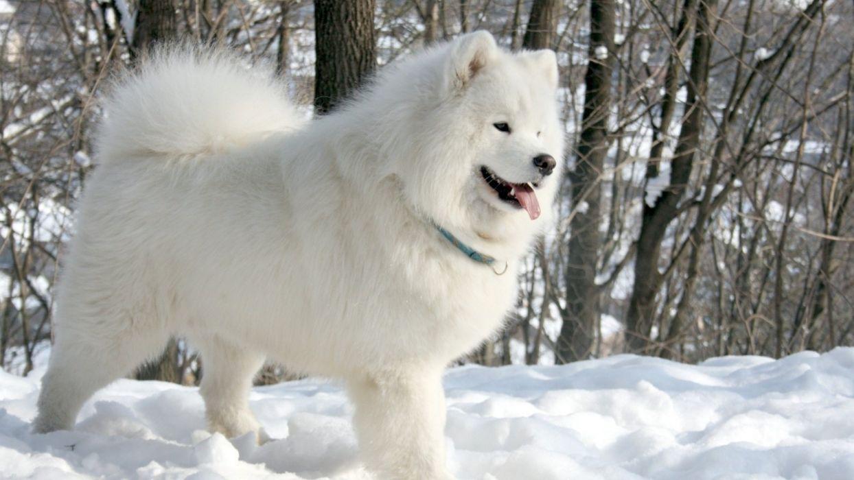 1244x700 SAMOYED dog dogs canine wallpaperx1080