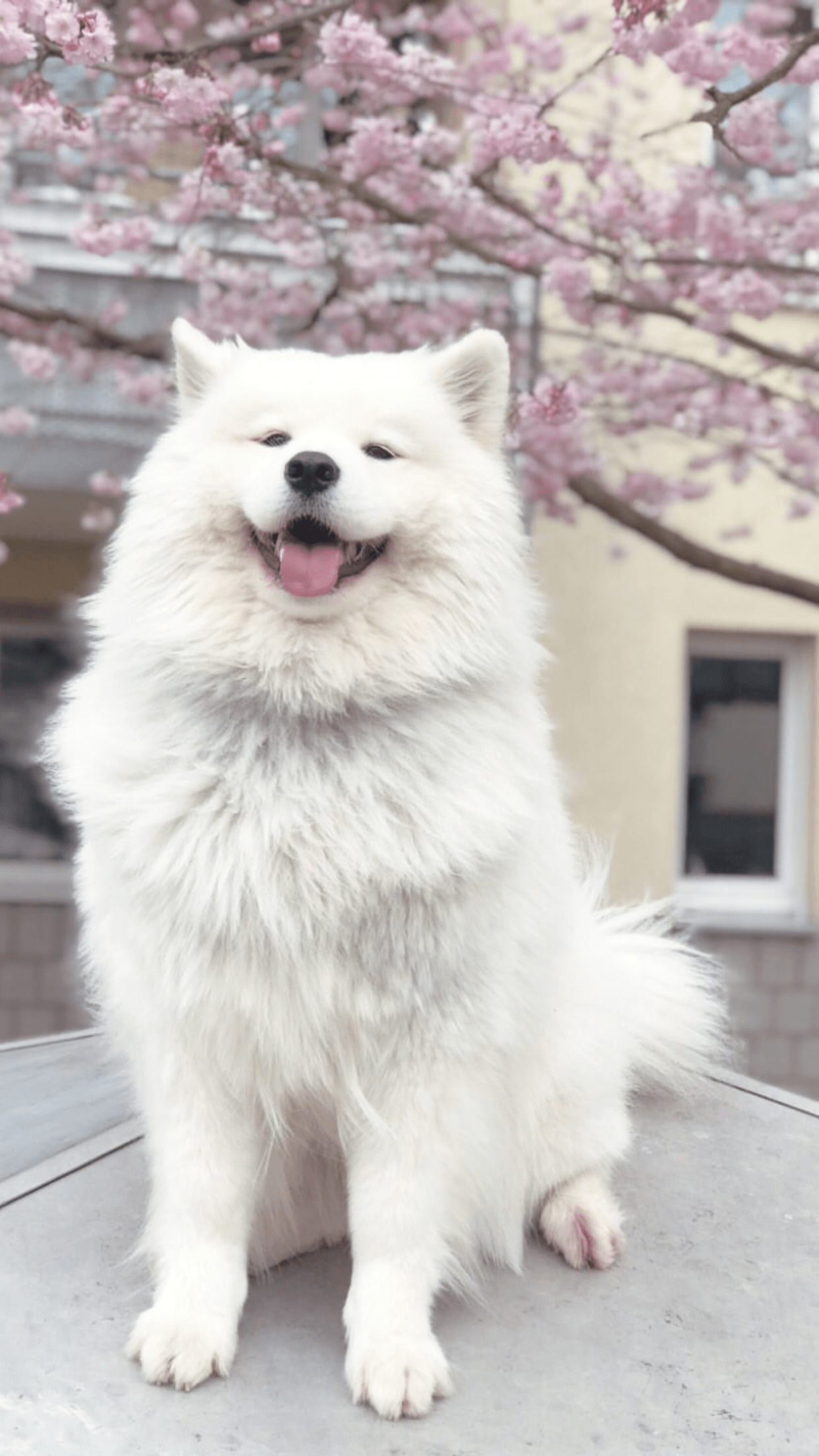 Cute Samoyed Dog Wallpapers - Top Free Cute Samoyed Dog Backgrounds ...