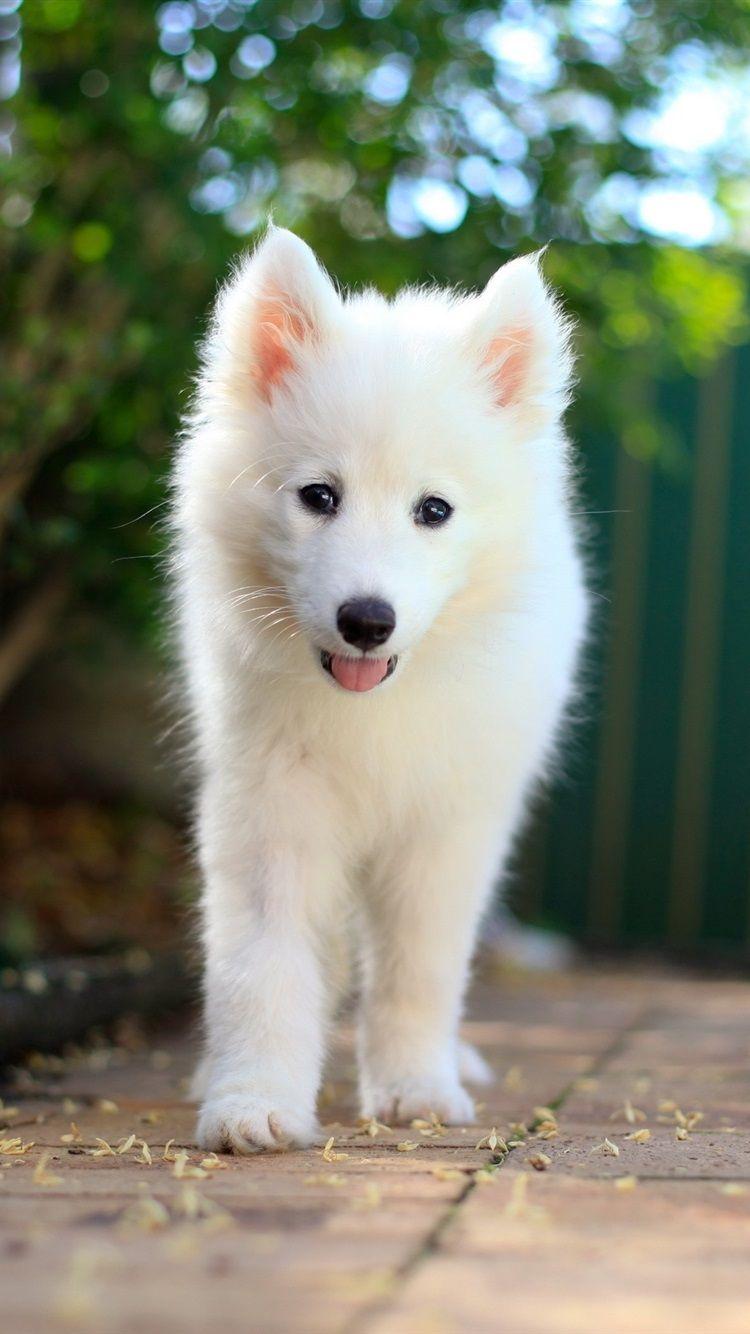 750x1334 Wallpaper Samoyed puppy, white dog 2560x1600 HD Picture, Image