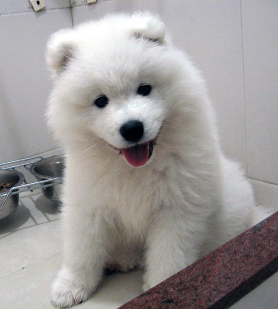 900x1003 Samoyed puppy photo and wallpaper. Beautiful Samoyed puppy picture