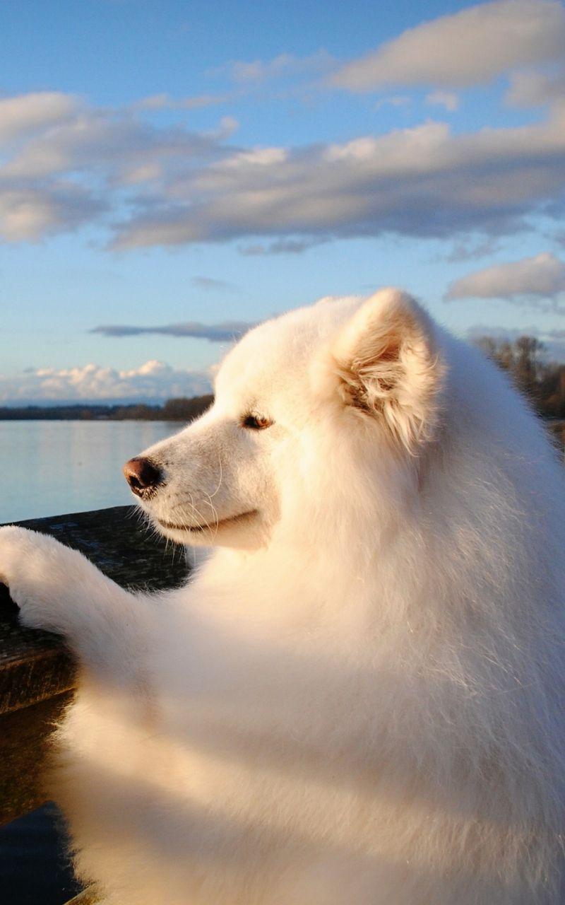 Samoyed Dog Wallpapers - Top Free Samoyed Dog Backgrounds - WallpaperAccess