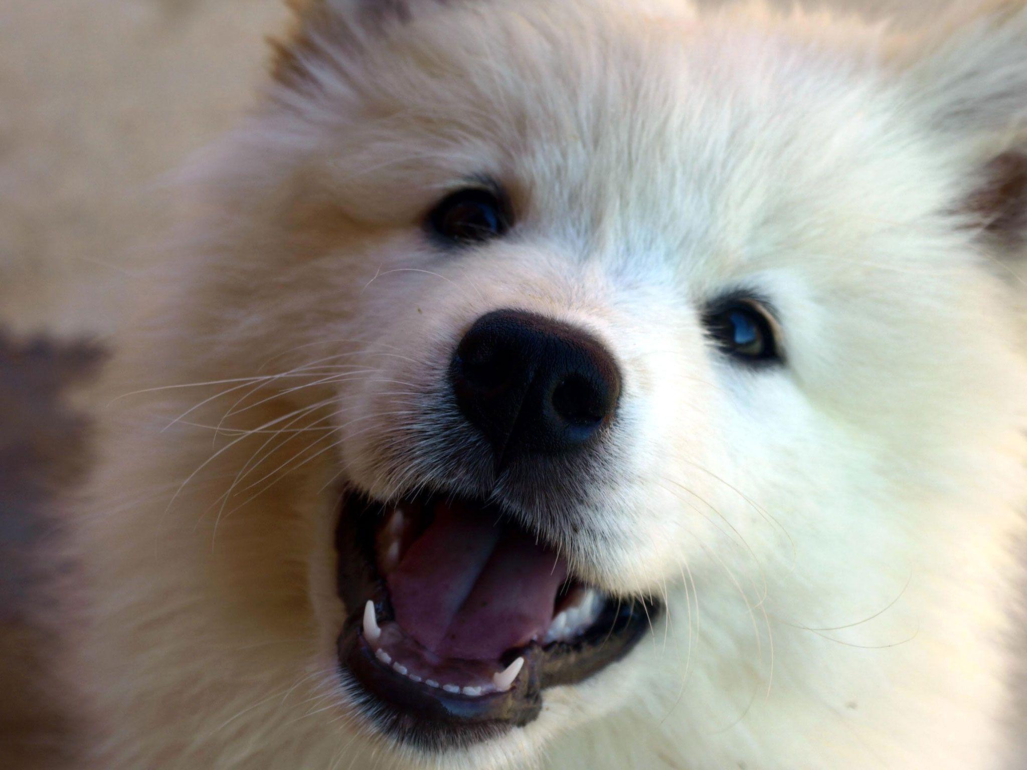 2048x1536 Samoyed Wallpaper