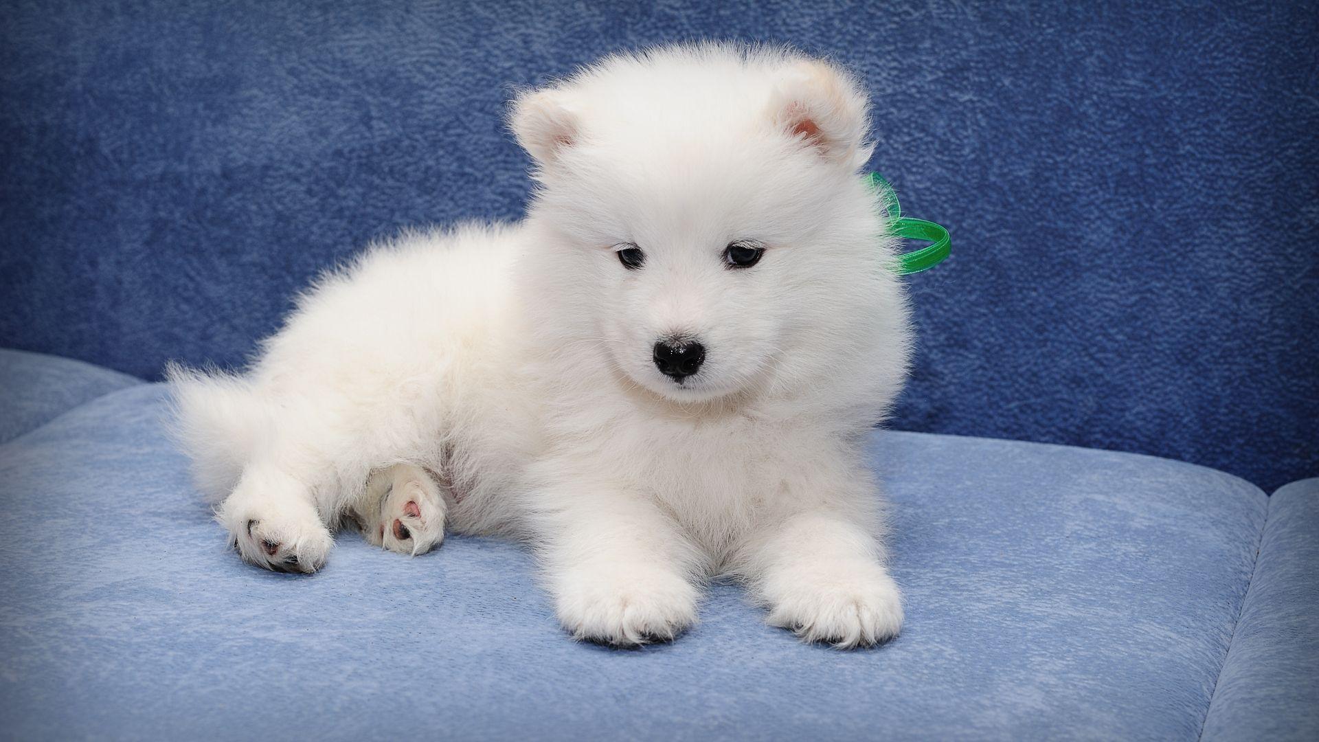 1920x1080 Free download Pics Photo Samoyed Dog Puppies Samoyed Dog Puppies [4256x2832] for your Desktop, Mobile & Tablet. Explore Samoyed Wallpaper. Samoyed Wallpaper, Samoyed Background