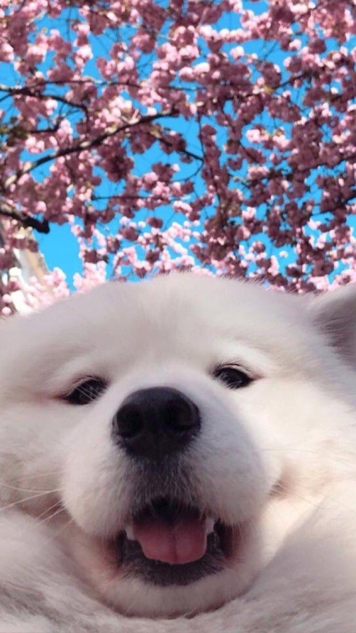 720x1280 Samoyed Dog
