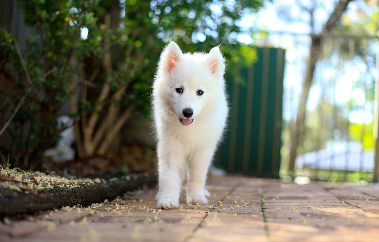 1332x850 Wallpaper each, dog, Samoyed Puppy image for desktop, section собаки