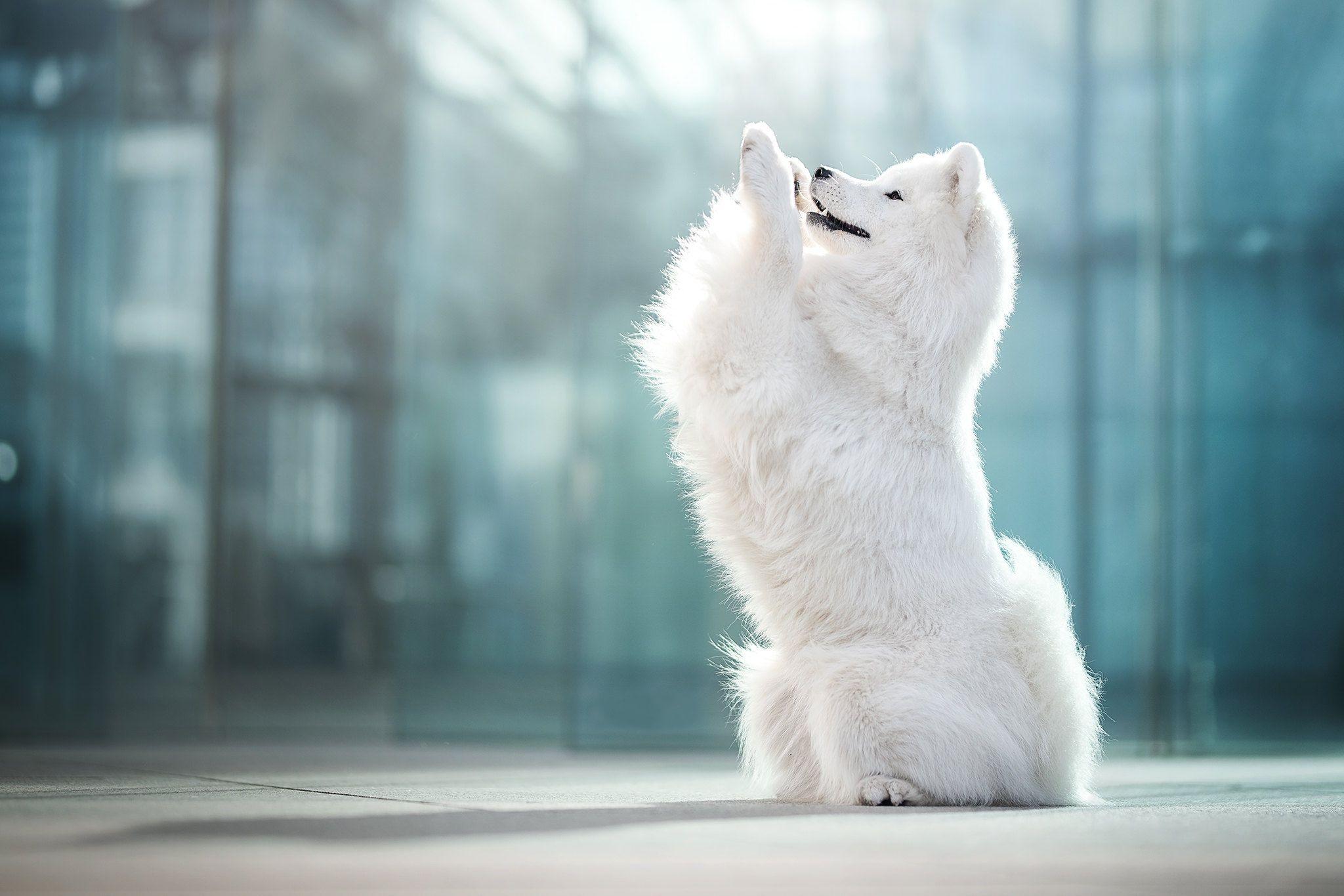 2048x1365 Animal Samoyed Dogs Dog Pet HD Wallpaper Background Wallpaper HD Wallpaper & Background Download