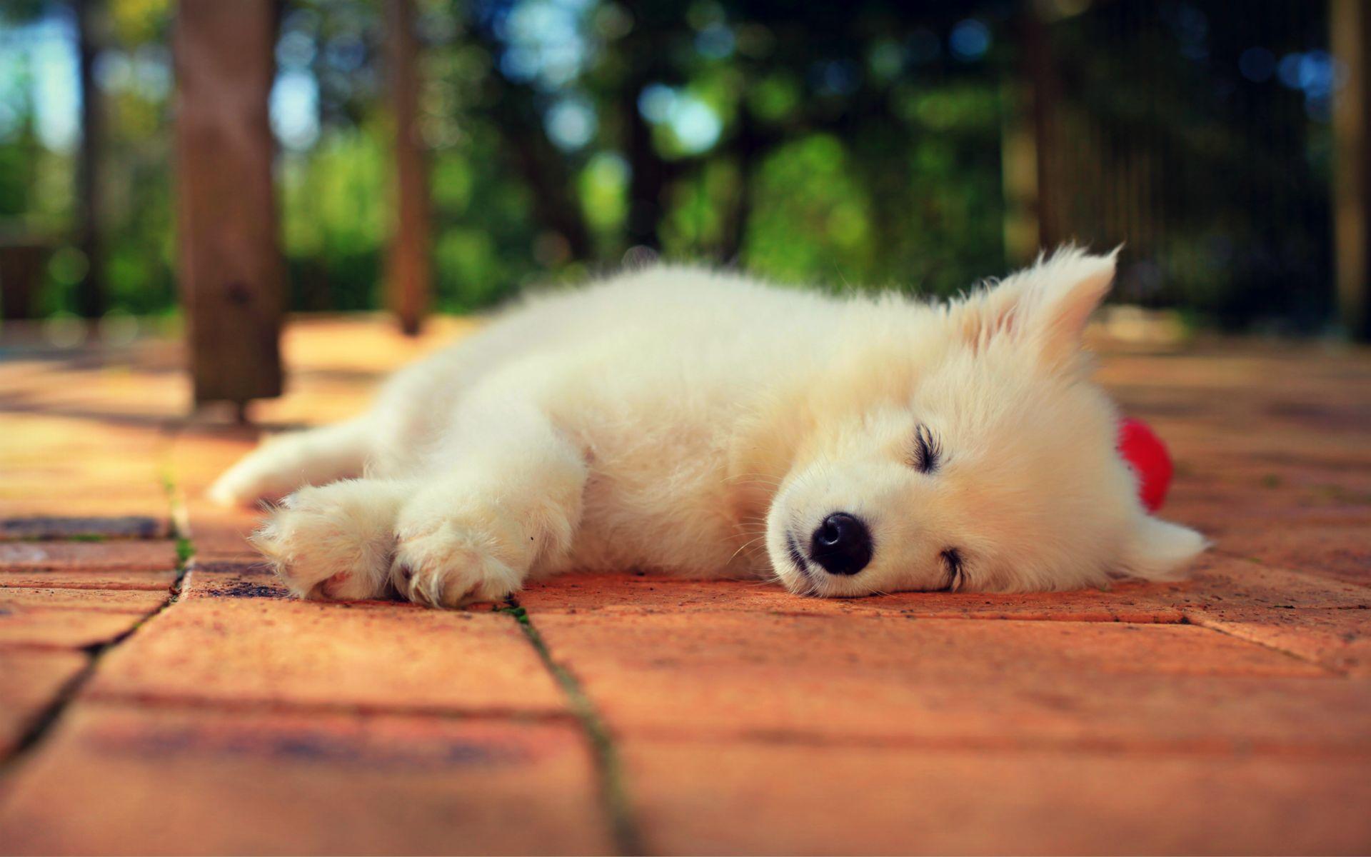 1920x1200 Samoyed Wallpaper. Samoyed Puppy Wallpaper, Samoyed Wallpaper and Samoyed Headshot Wallpaper