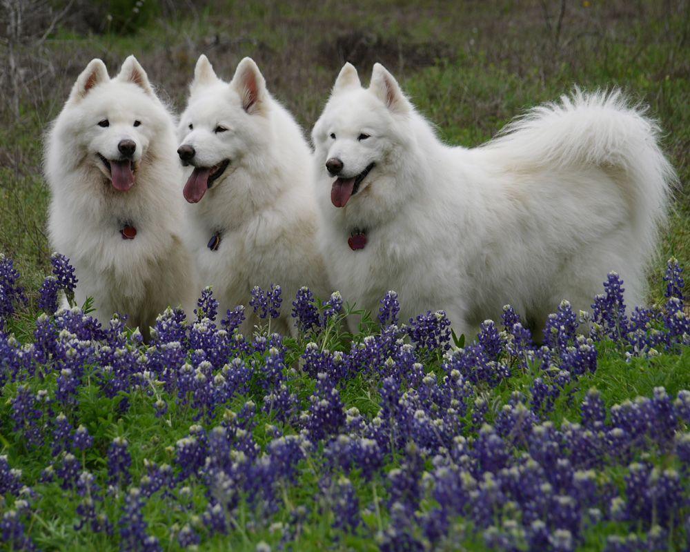 1000x800 Samoyed dogs in flowers photo and wallpaper. Beautiful Samoyed dogs in flowers picture