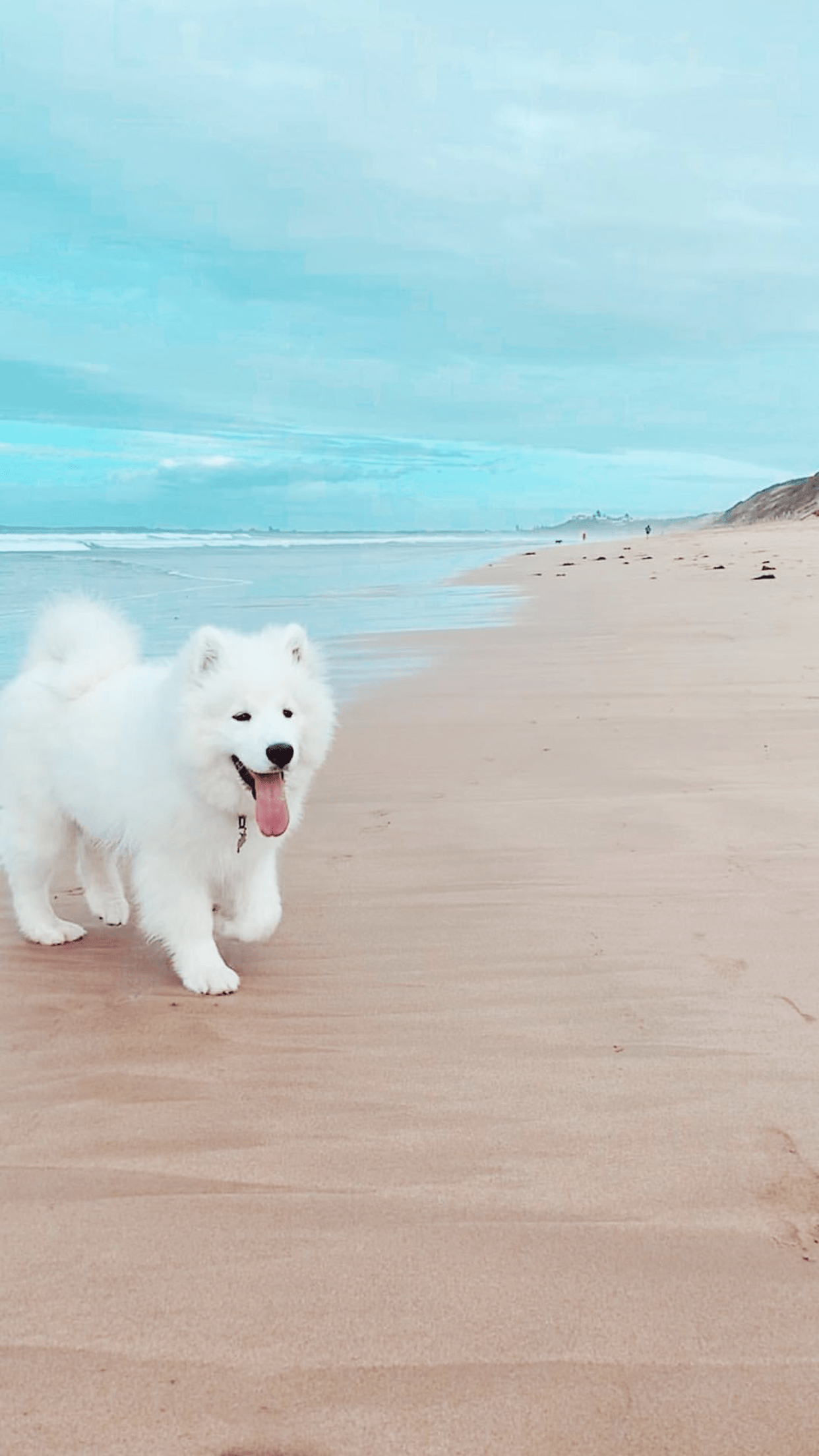 1242x2208 beautiful dog. Cute dog wallpaper, Cute puppy wallpaper, Samoyed dogs
