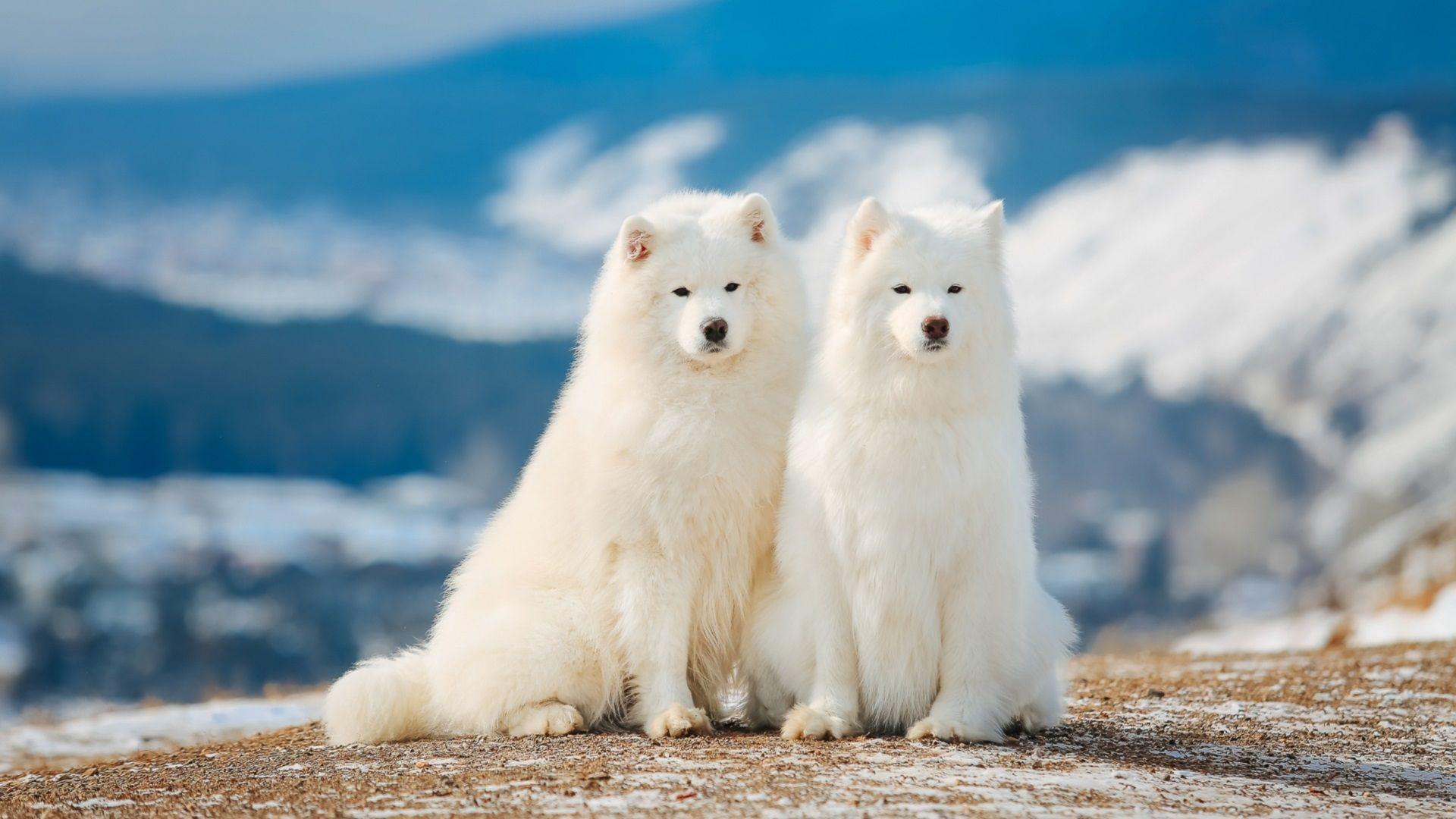 1920x1080 Two Samoyed Dogs 640x1136 IPhone 5 5S 5C SE Wallpaper, Background, Picture, Image