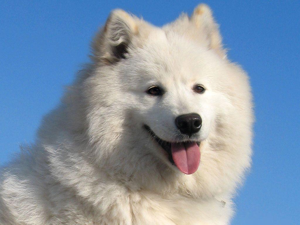 1024x768 Samoyed Wallpaper