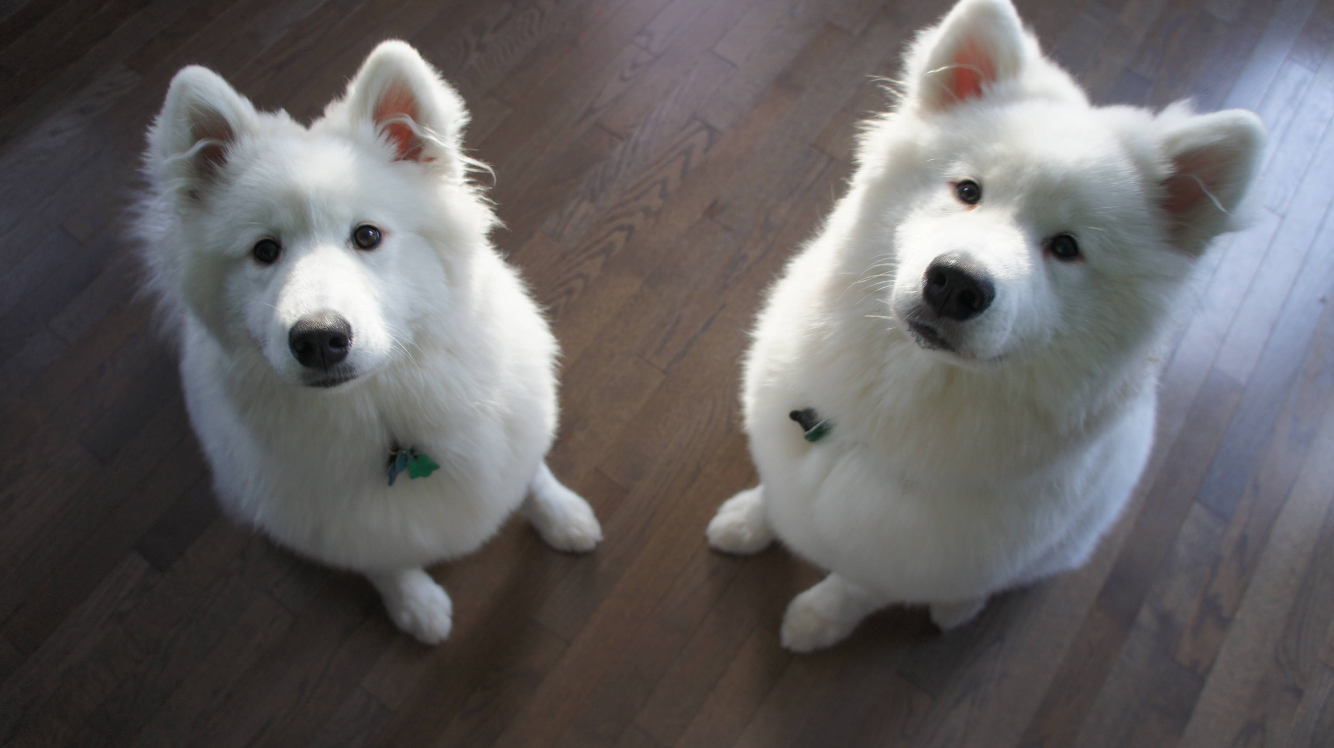 4592x2576 Two Samoyed dogs photo and wallpaper. Beautiful Two Samoyed dogs picture