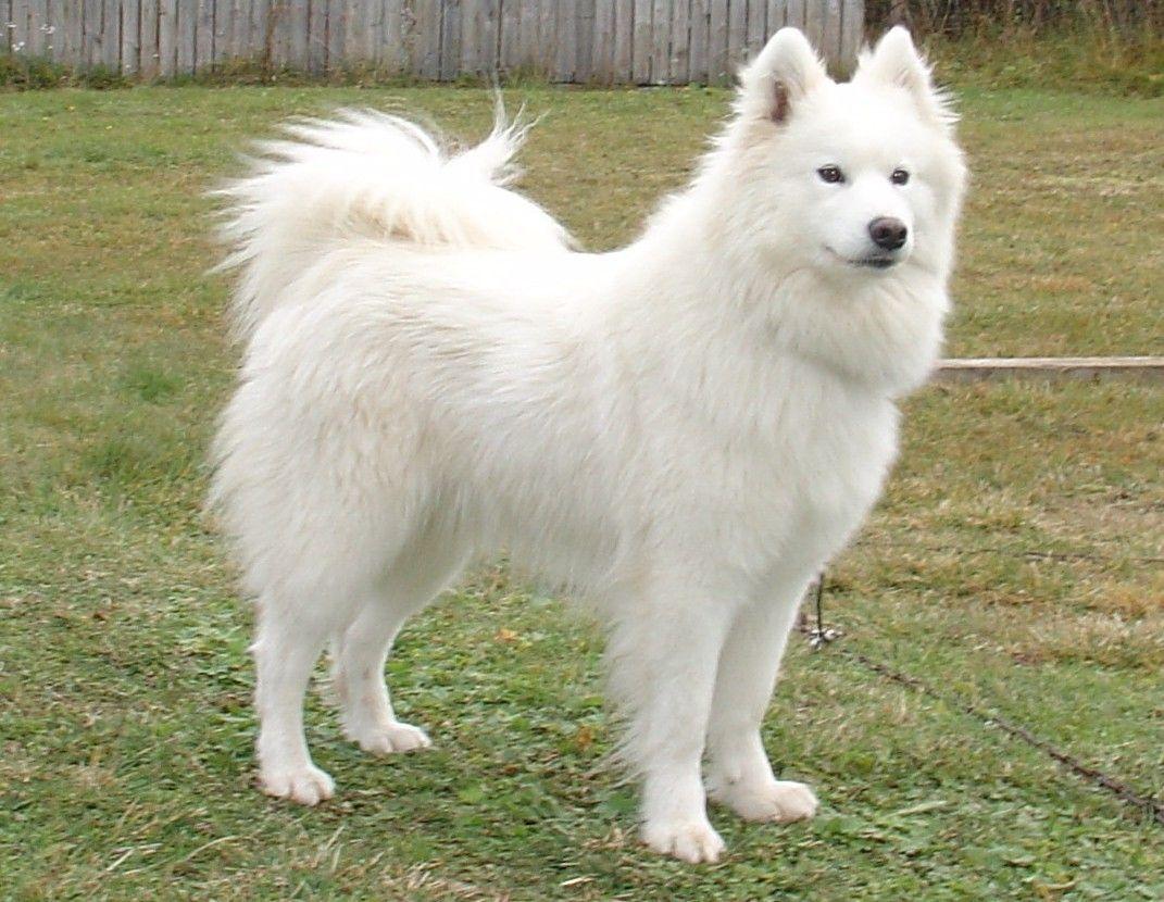 1071x830 Samoyed dog on the grass photo. Very cute dogs, Samoyed dogs, Dog breeds