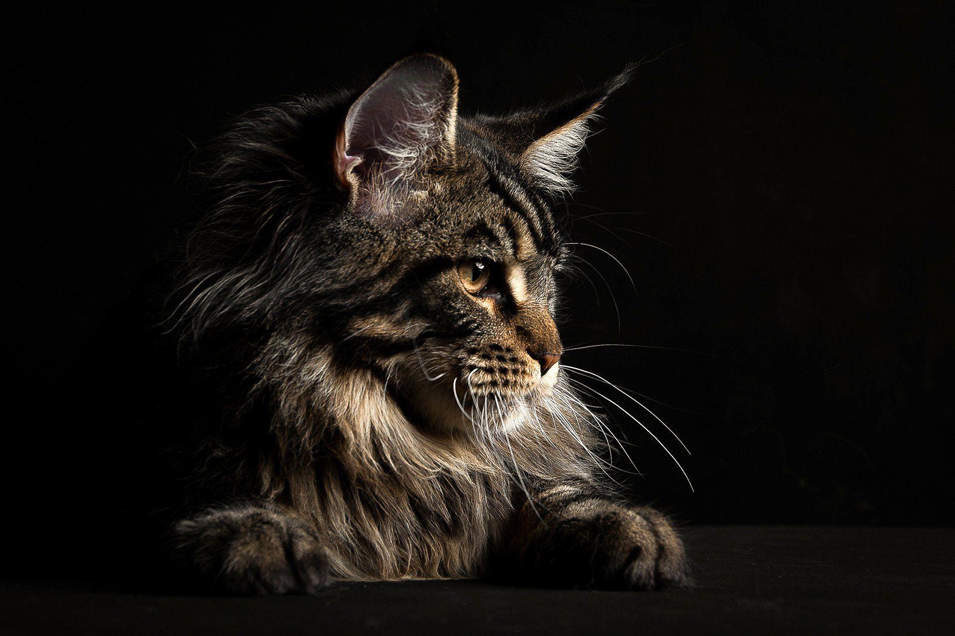 maine Coon Cat Wallpaper  HD Wallpapers of maine Coon CatsAmazoncomAppstore  for Android
