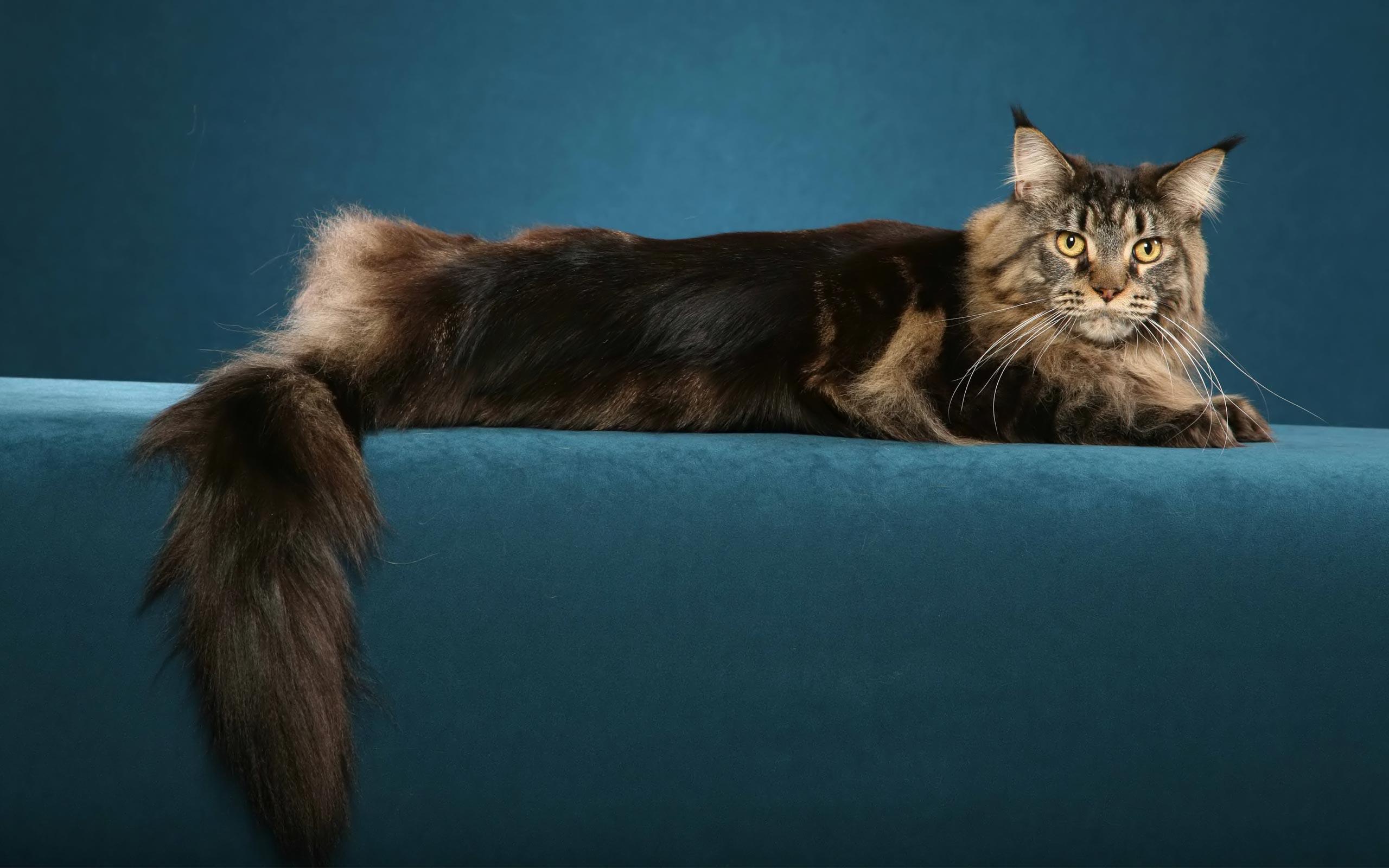 2560x1600 Maine Coon HD Wallpaper, Background Image
