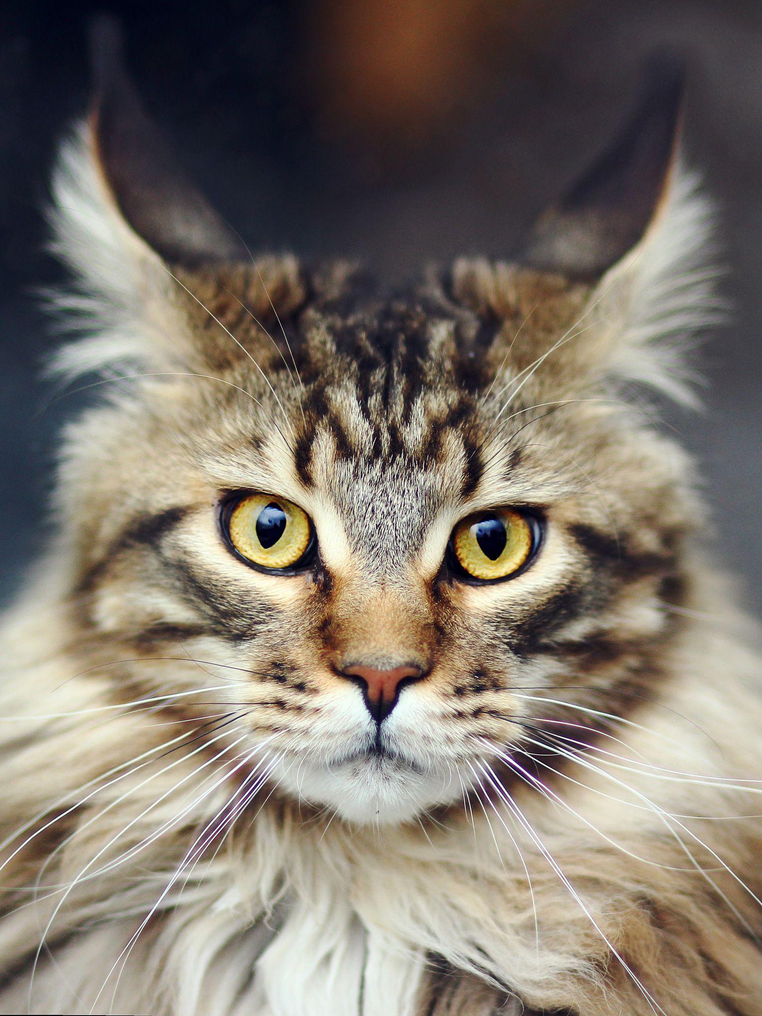 1536x2048 Maine Coon (Longhair, Face, Whiskers) HD Cat Wallpaper