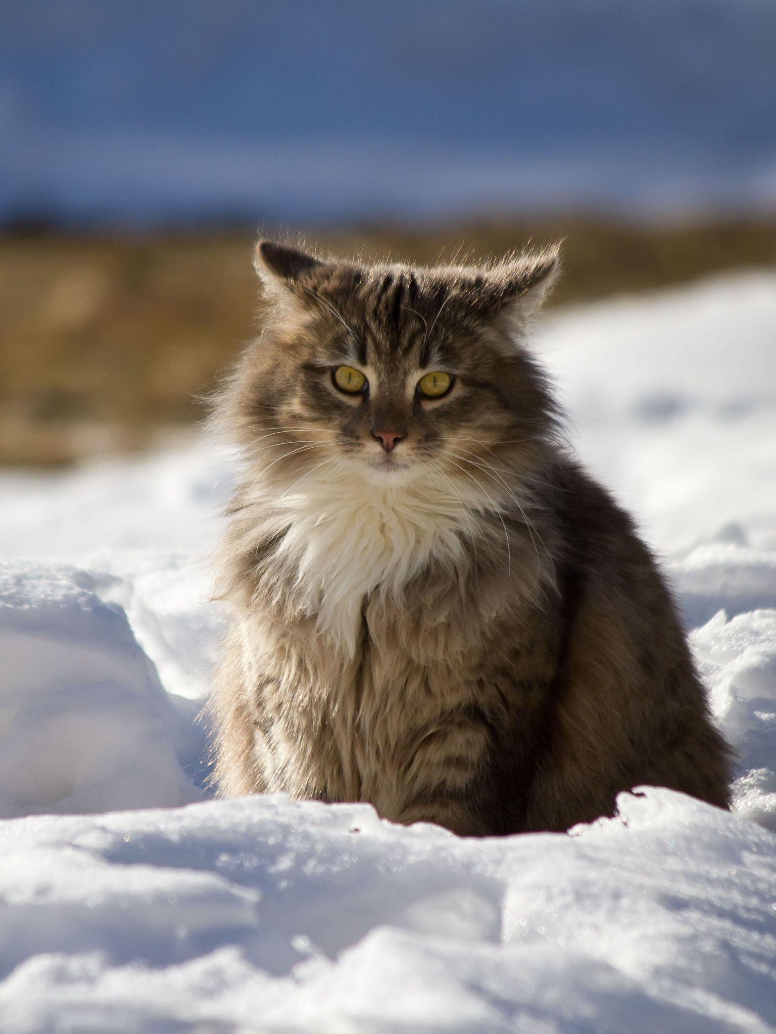 1536x2048 Maine Coon (Sitting, Snow, Winter) HD Cat Wallpaper