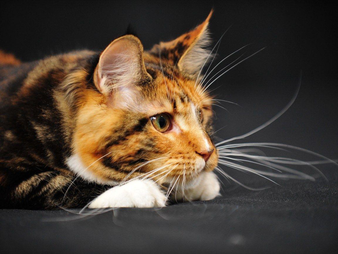 1152x864 Watching Maine Coon photo and wallpaper. Beautiful Watching Maine