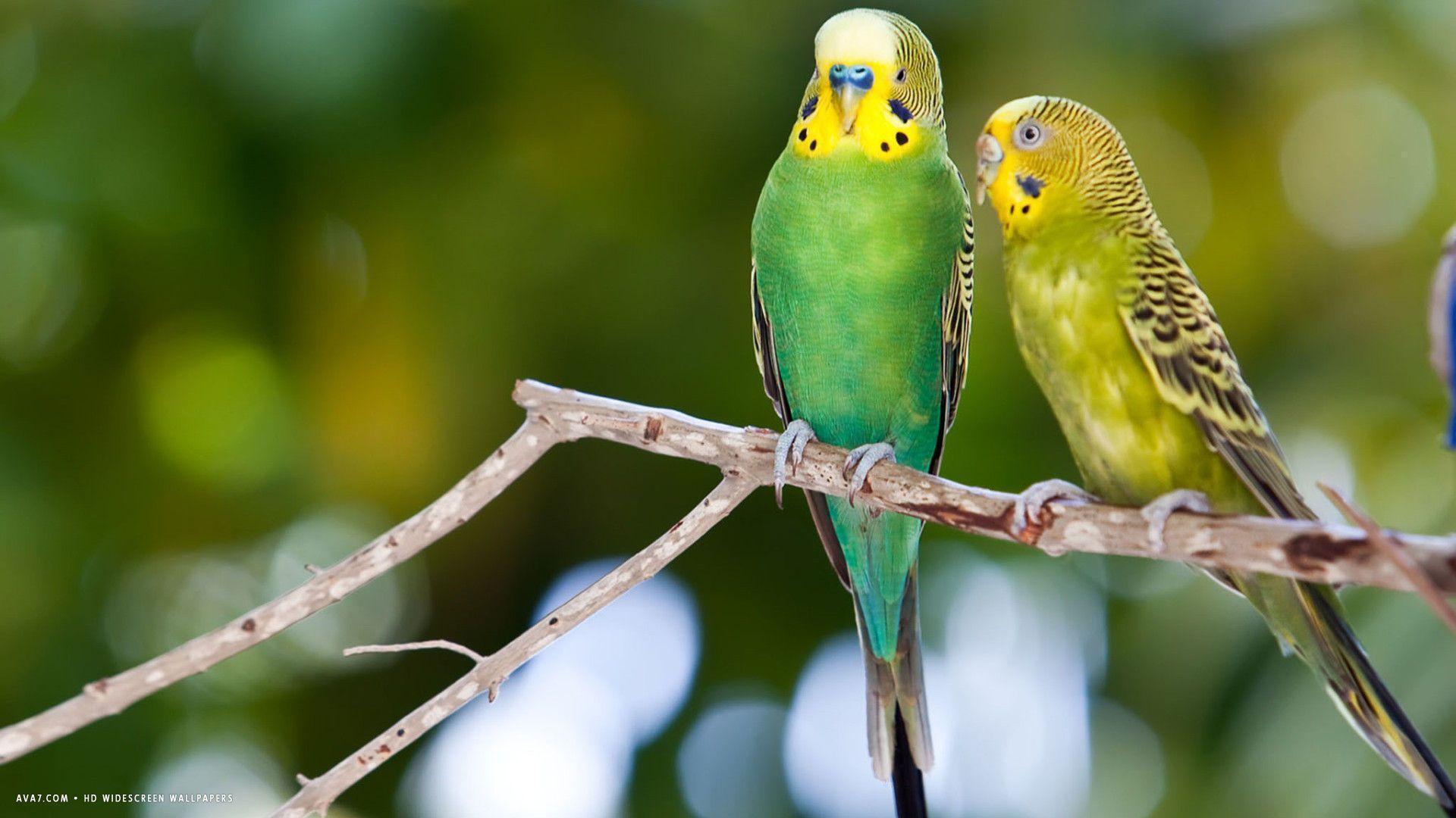 1920x1080 Budgie Wallpaper