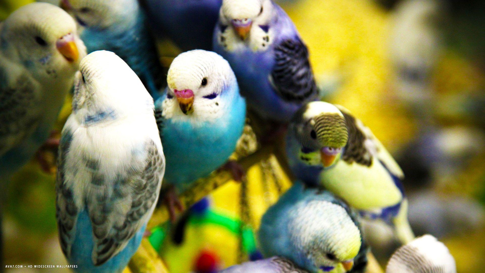 1920x1080 budgie parakeets flock birds HD widescreen wallpaper / birds background