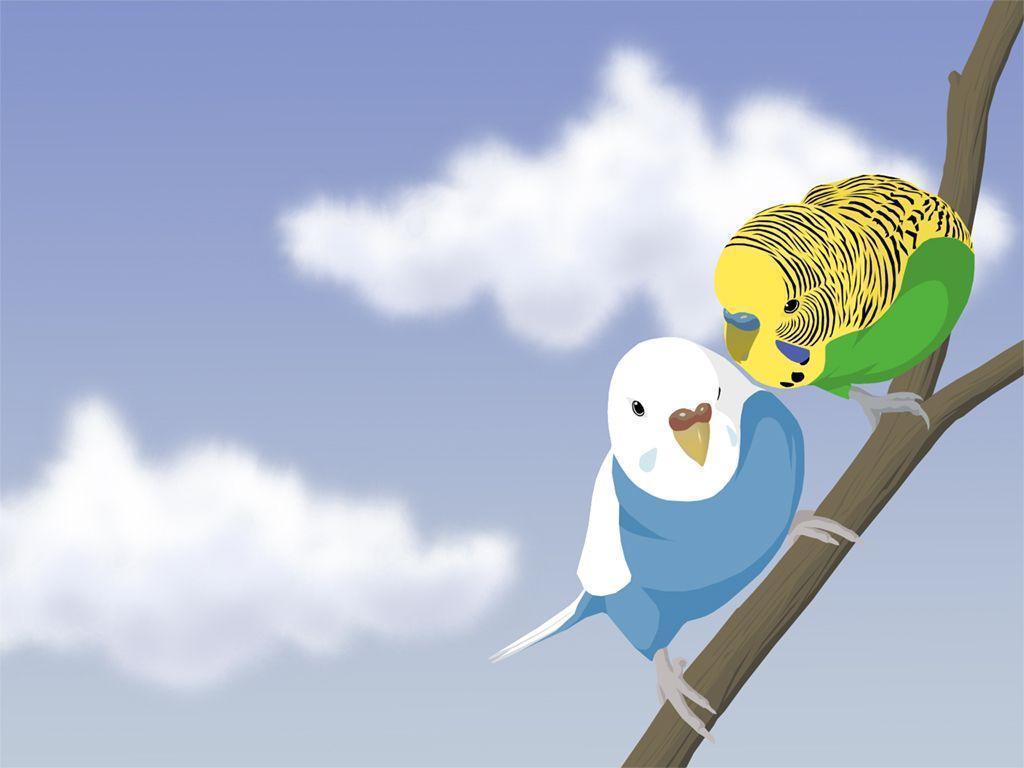 1024x768 Budgie Wallpaper