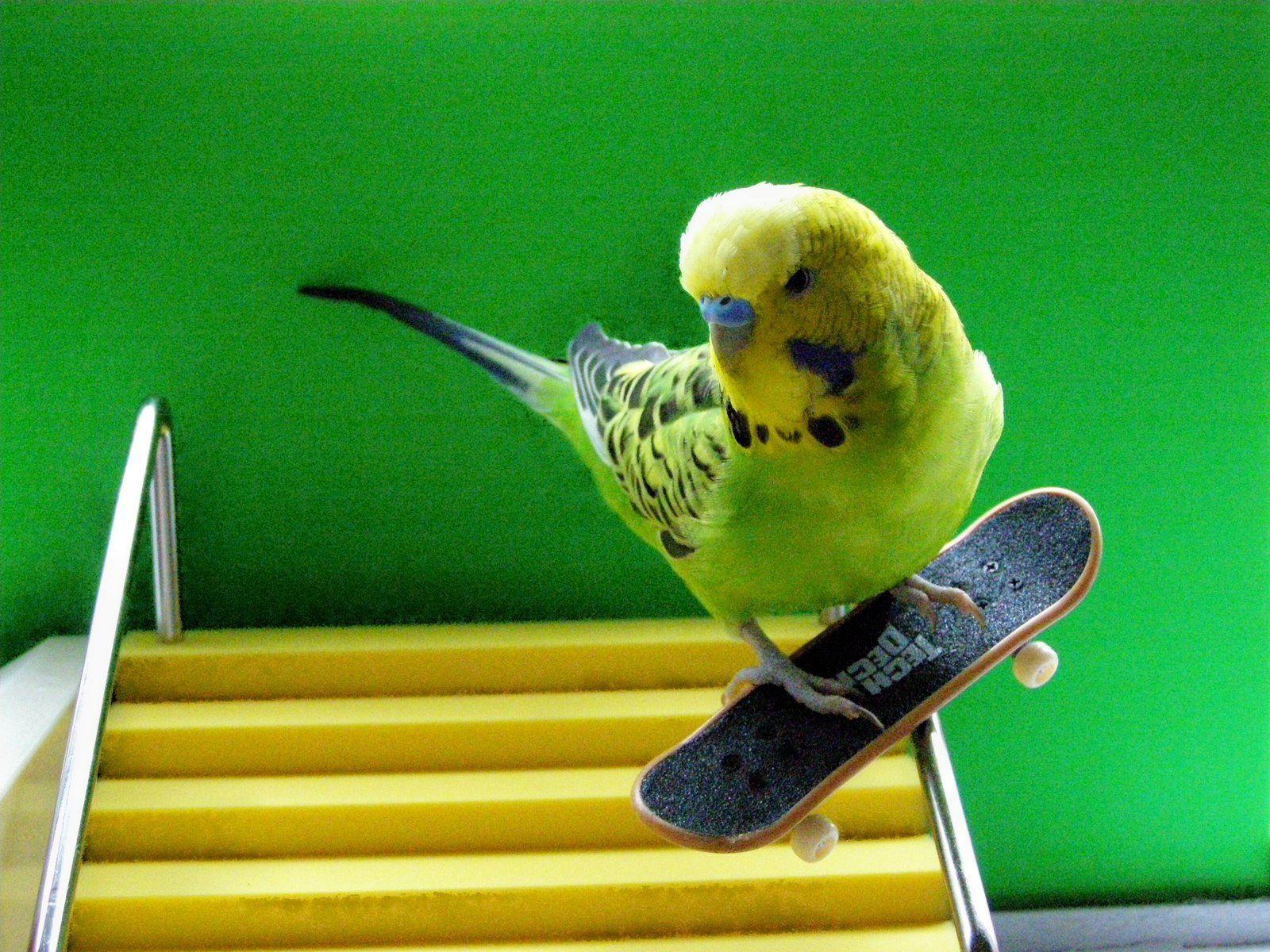1600x1200 Free download Parakeet budgie parrot bird tropical 38 JPG wallpaper [1600x1200] for your Desktop, Mobile & Tablet. Explore Parakeet Wallpaper. Bird Wallpaper for Walls, Bird Pattern Wallpaper, Large Blue Bird Wallpaper