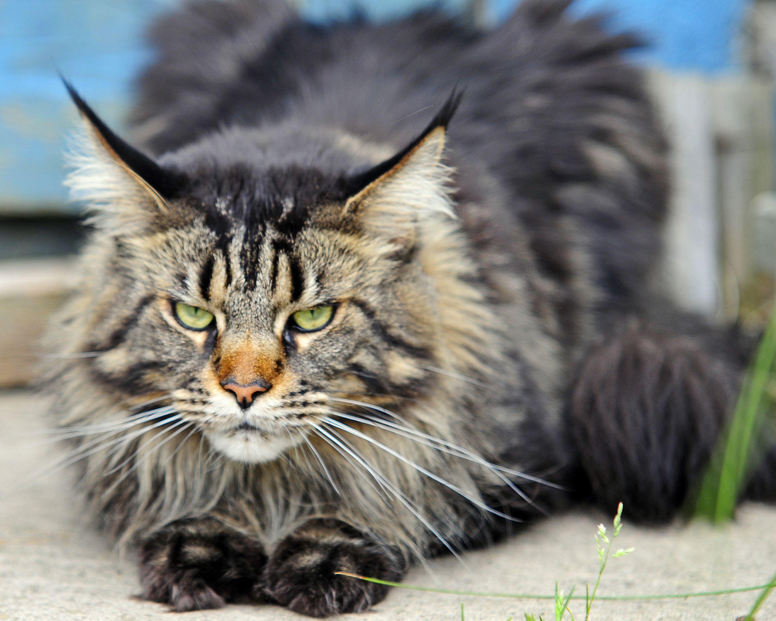 Maine Coon Wallpapers Top Free Maine Coon Backgrounds Wallpaperaccess