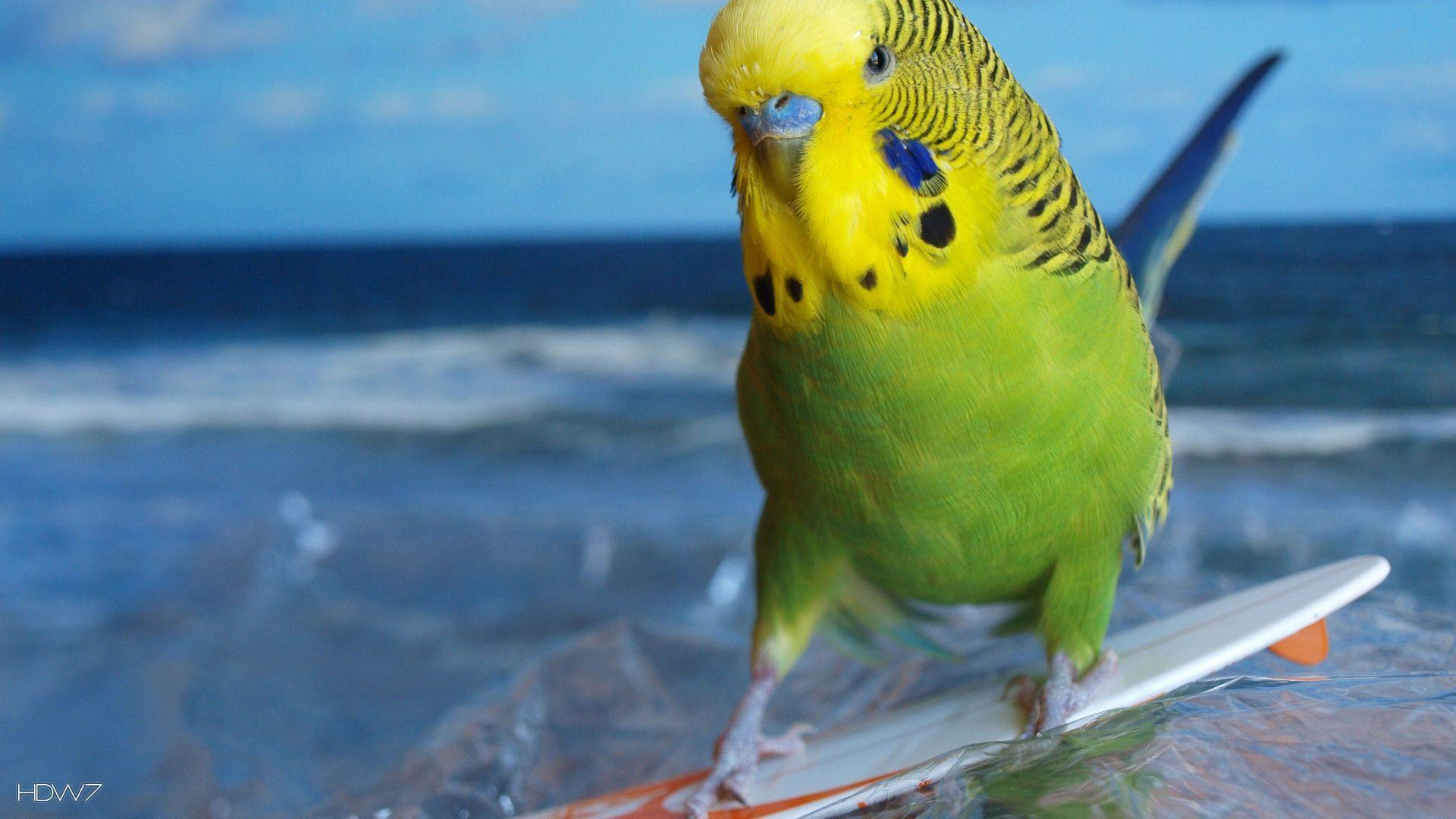 1920x1080 Budgie Wallpaper