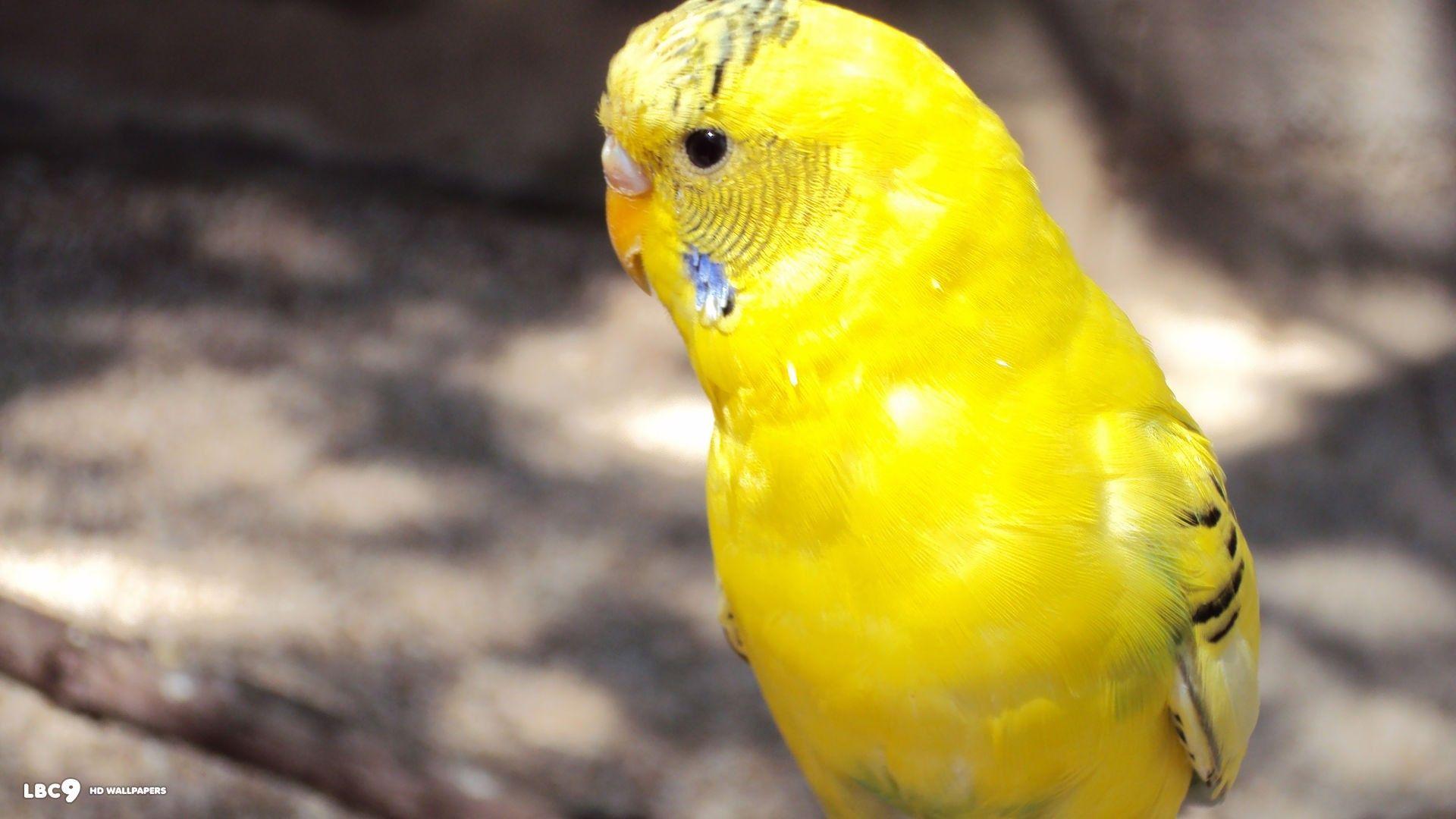 1920x1080 HD Modern Yellow Background. Best Wallpaper HD. Budgies, Parakeet, Budgie parakeet