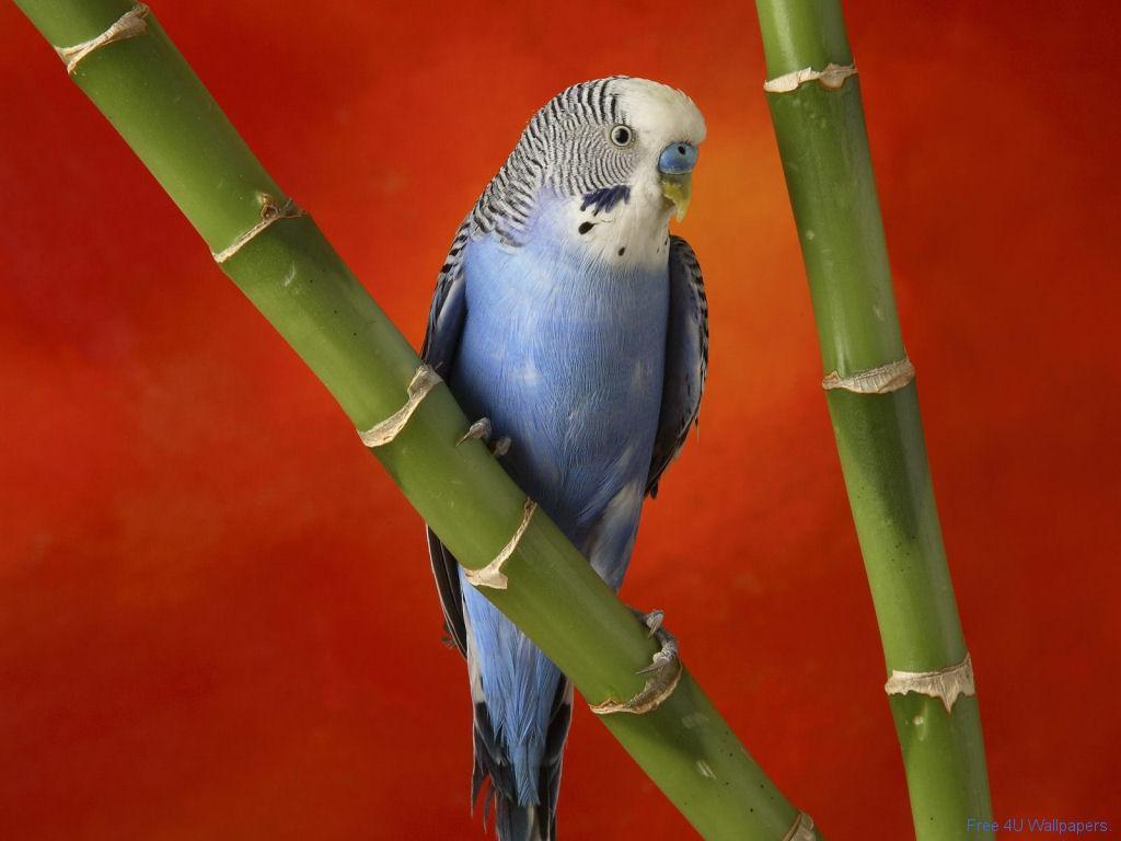1024x768 Budgie Wallpaper
