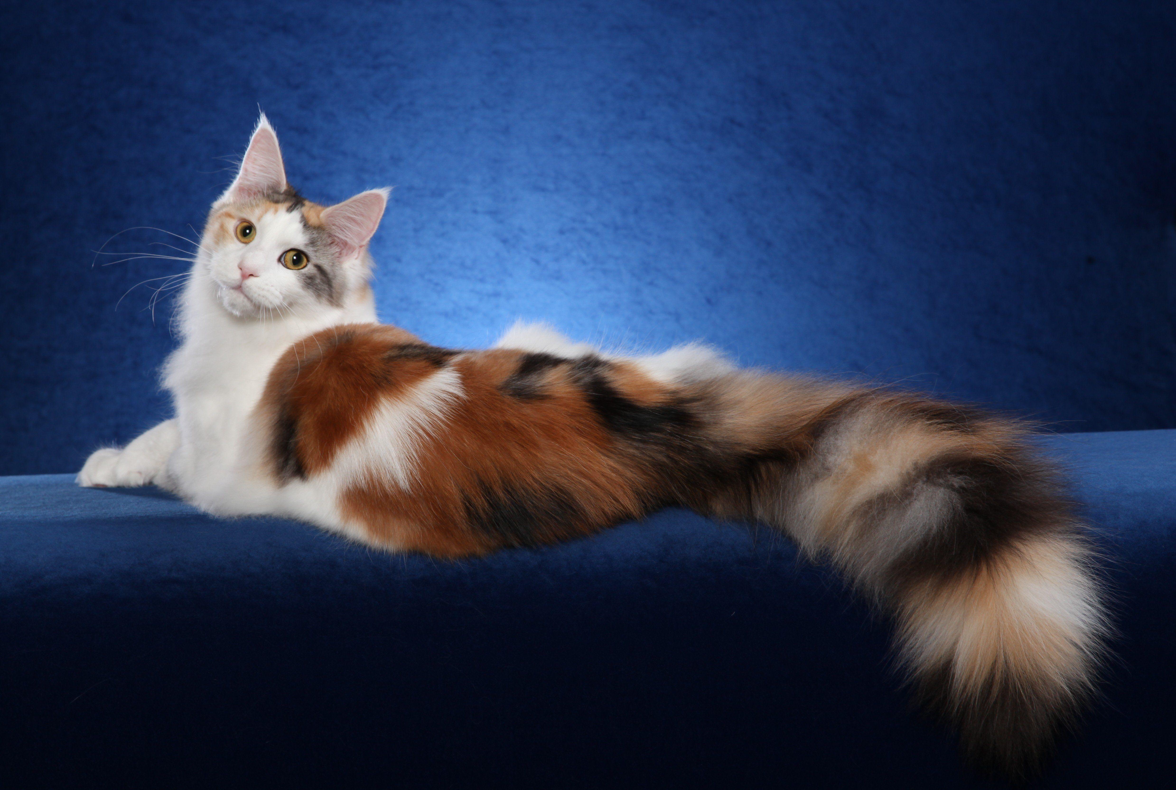 4956x3327 Maine Coon cat wallpaperx3327
