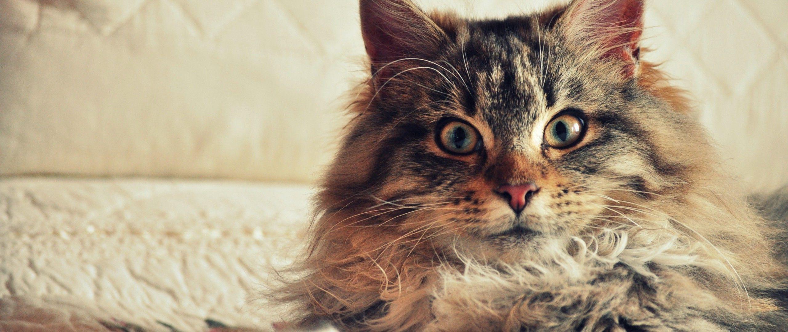 2560x1080 cat maine coon Wallpaper HD / Desktop and Mobile Background