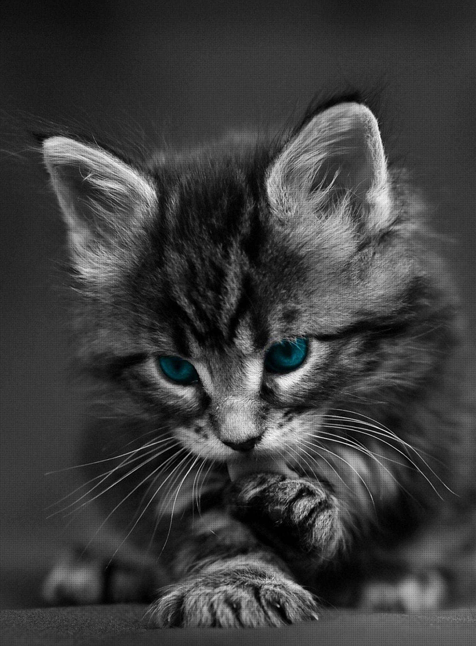 1536x2084 Maine Coon (Kitten, Dark grey) HD Cat Wallpaper