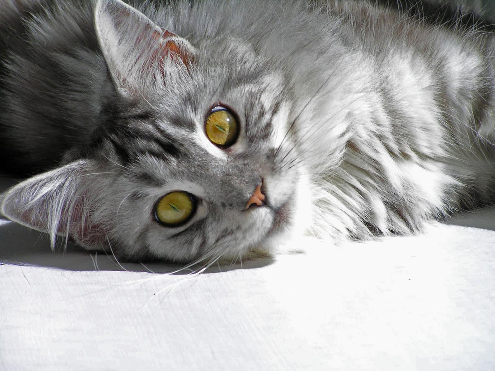 1600x1200 Maine Coon Cat Personality, Characteristics and Picture
