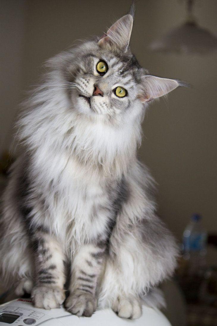 730x1095 Goliath the Maine Coon