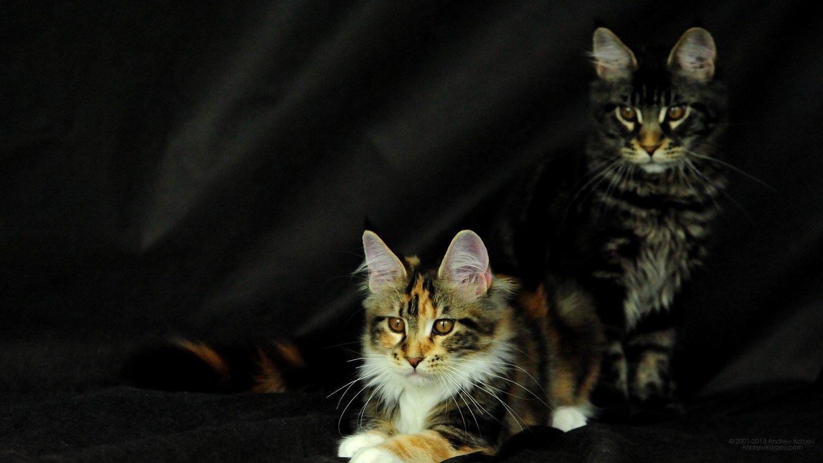 1600x900 Maine Coon cats free desktop wallpaper picture 1600 x 900 7