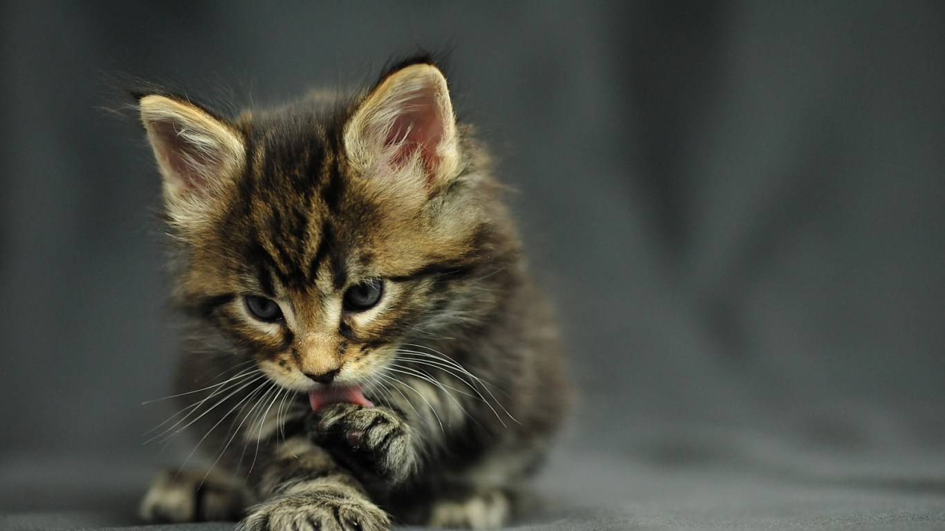 maine-coon-wallpapers-top-free-maine-coon-backgrounds-wallpaperaccess