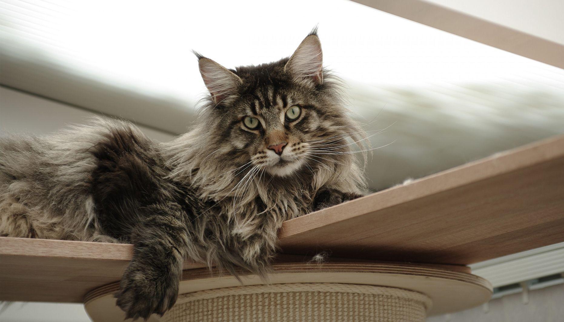 1862x1062 Best Maine Coon Wallpaper In HD Download