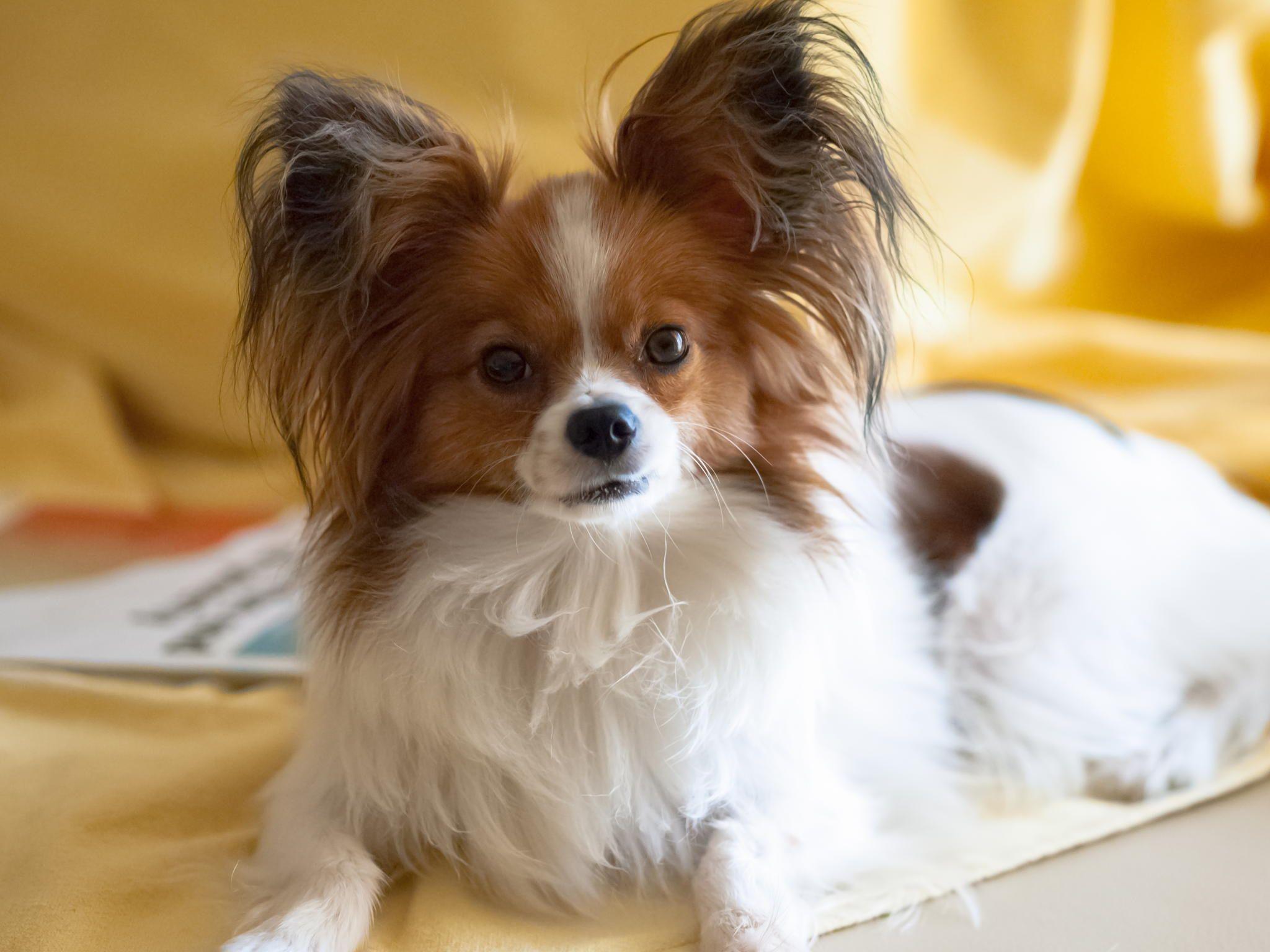 2048x1536 My Papillon Dog. Papillon dog, Papillon dog puppy, Papillion dog