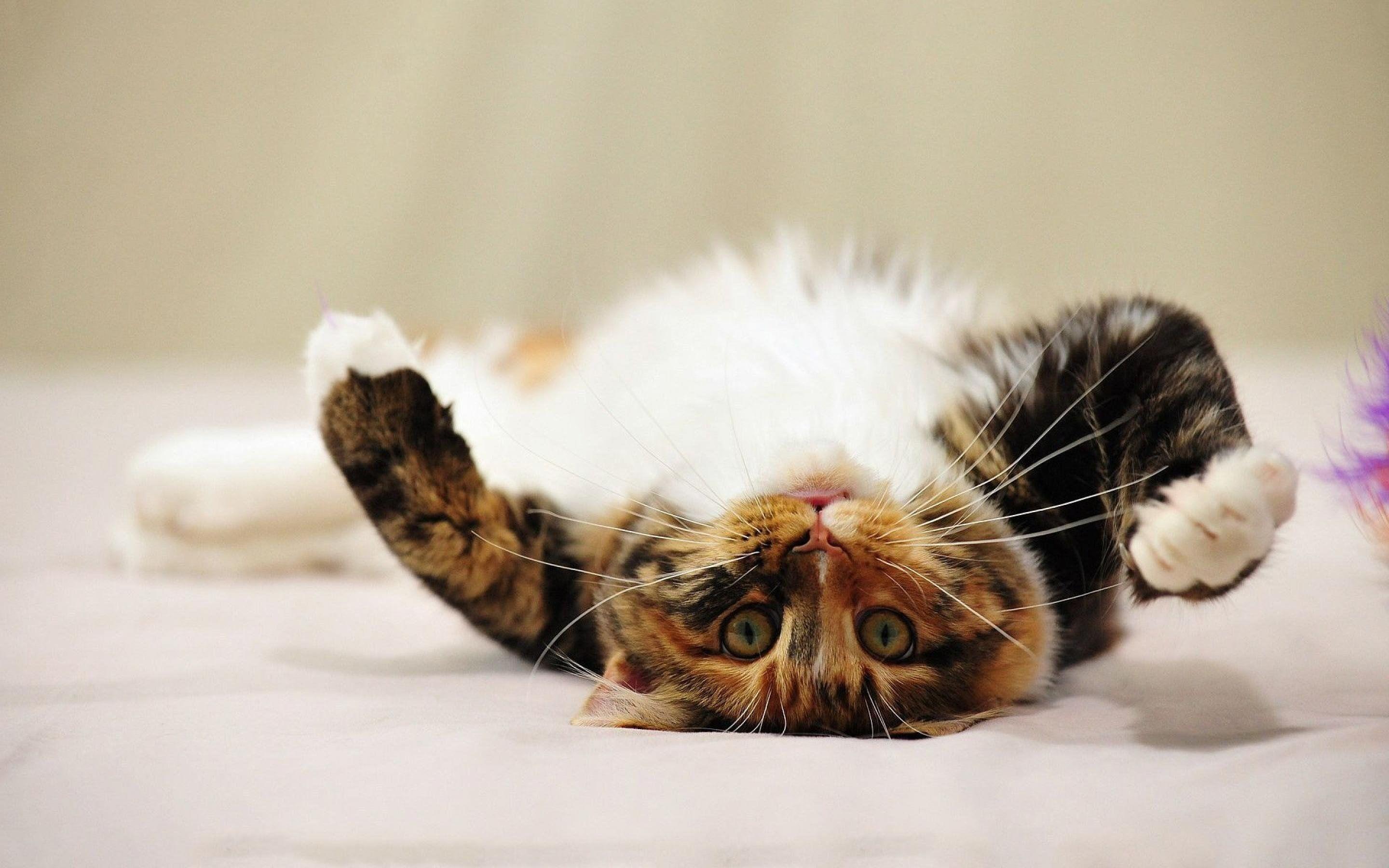 2880x1800 Maine Coon 763658