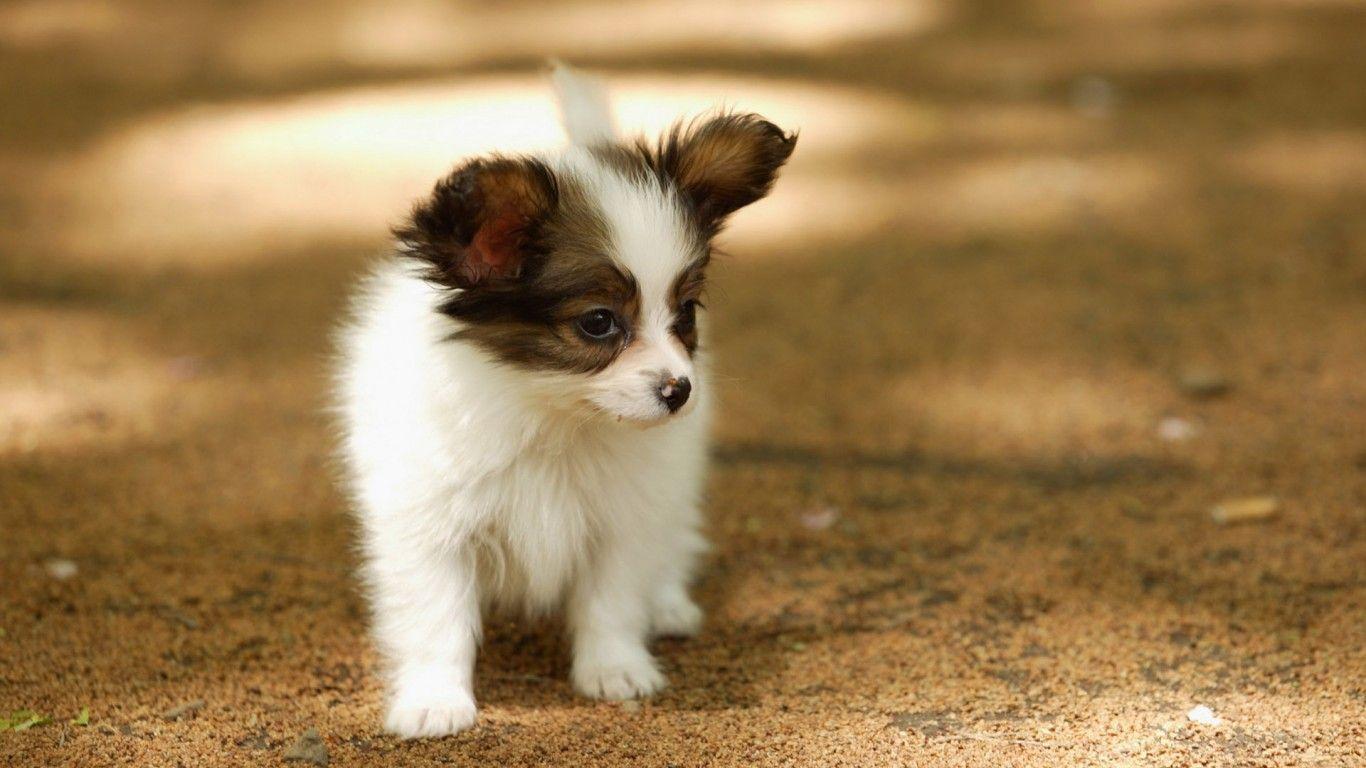 1366x768 Little Papillon Puppies Desktop Wallpaper. Papillon puppy, Baby dogs, Cute puppy wallpaper
