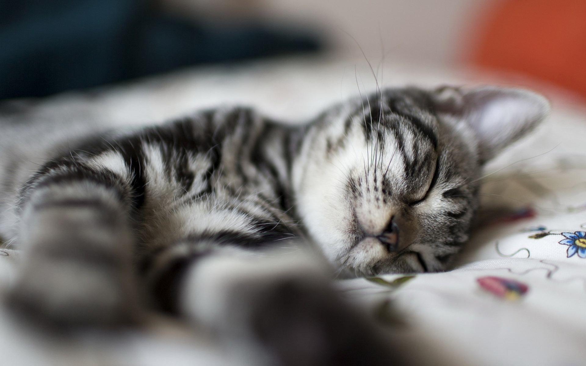 1920x1200 Sleepy Kitty Wallpaper