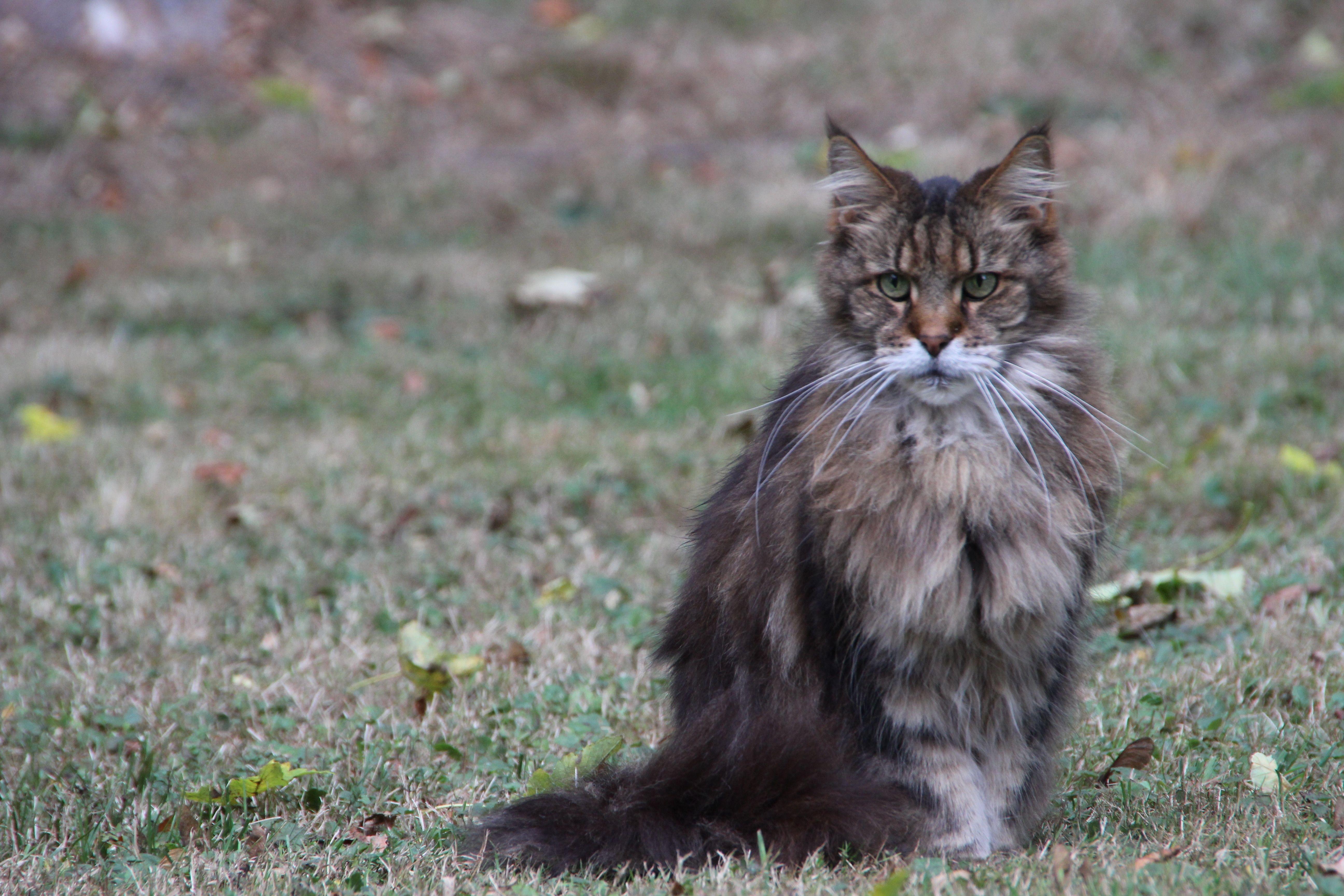 5184x3456 brown maine coon free image