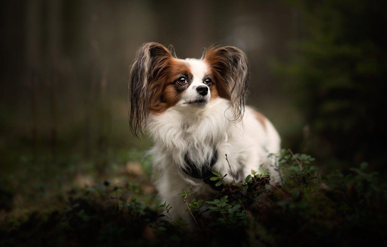 1332x850 Wallpaper forest, look, nature, Park, the dark background, vegetation, portrait, dog, leaves, face, dog, baby, ears, bokeh, Papillon, Papillon image for desktop, section собаки