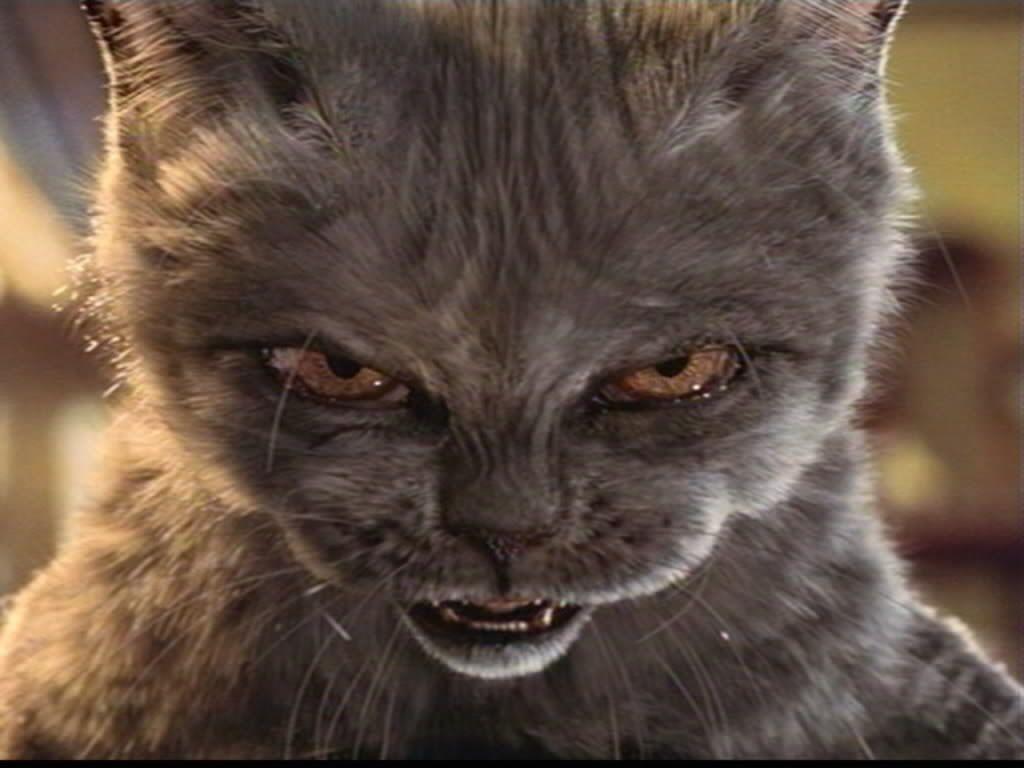 1024x768 Evil Cat Quotes. QuotesGram