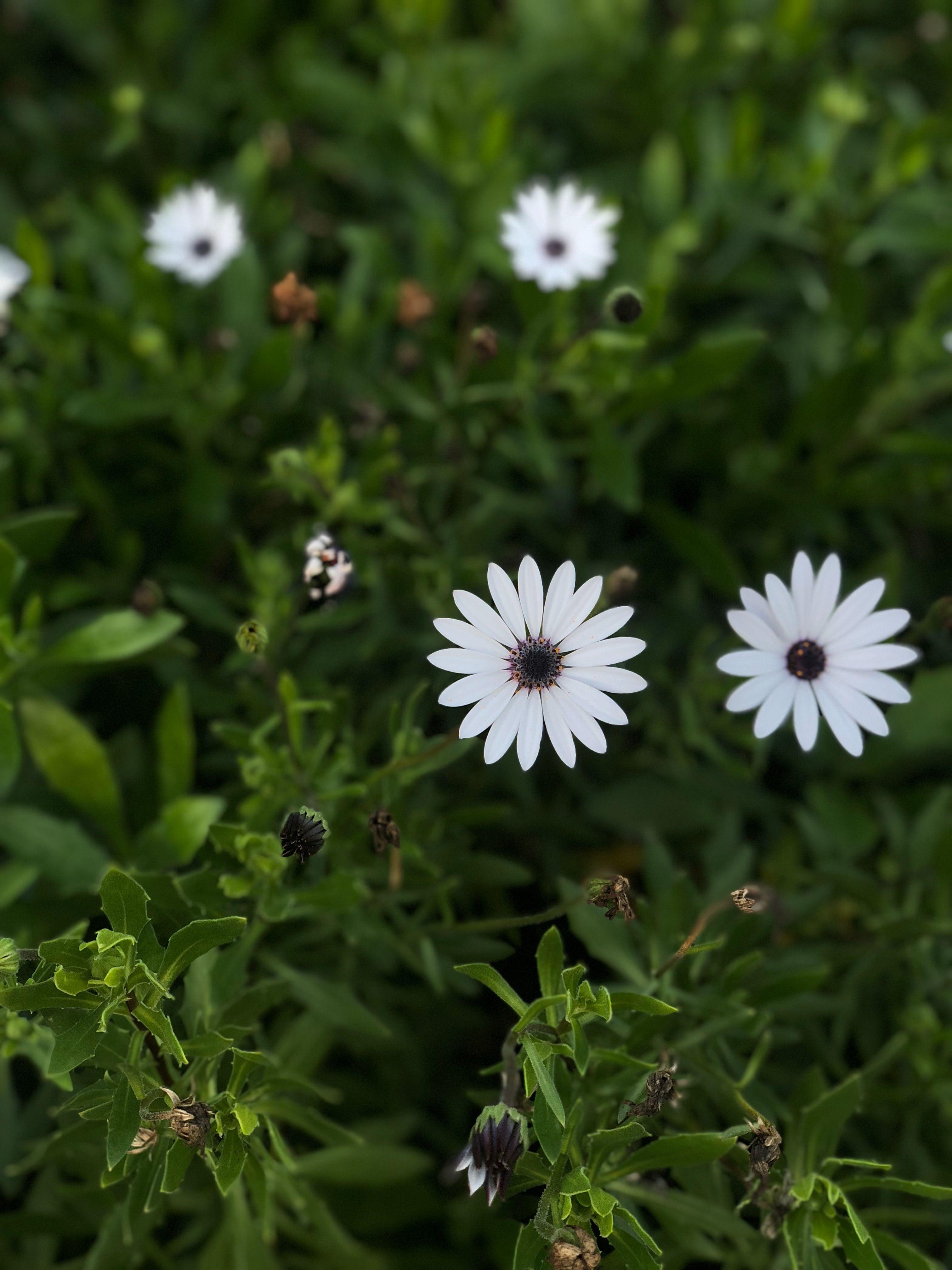 3024x4032 Children's Fairyland, Bellevue Avenue, Oakland, CA, USA, white in green!, #DFE7EF. Fairy land, Green, Plants